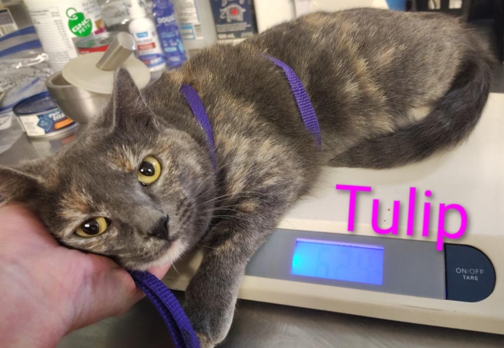 Enlarge Tulip, a Adopted mixed breed in Mena, AR image 1/1