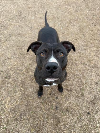 Sunshine, Adoptable, Adult Female Mixed Breed & Mixed Breed.