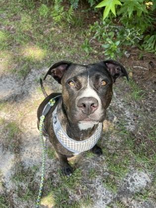 Enlarge Sunshine, a Adoptable mixed breed in Manteo, NC image 2/3