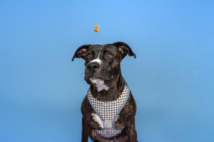 Enlarge Sunshine, a Adoptable mixed breed in Manteo, NC image 3/3