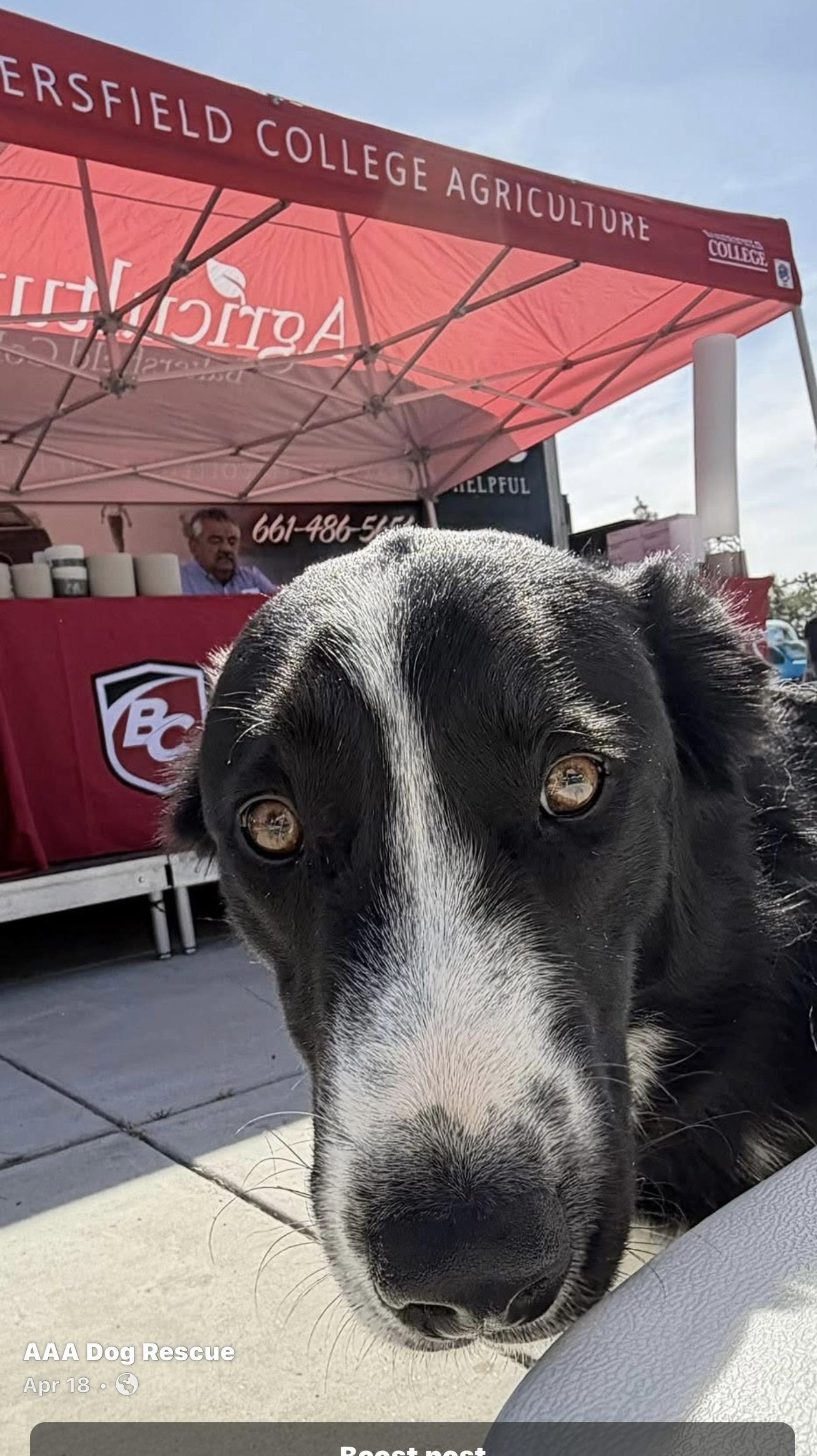 Enlarge Happy Jack, a ADOPTABLE Border Collie in Bakersfield, CA image 3/6