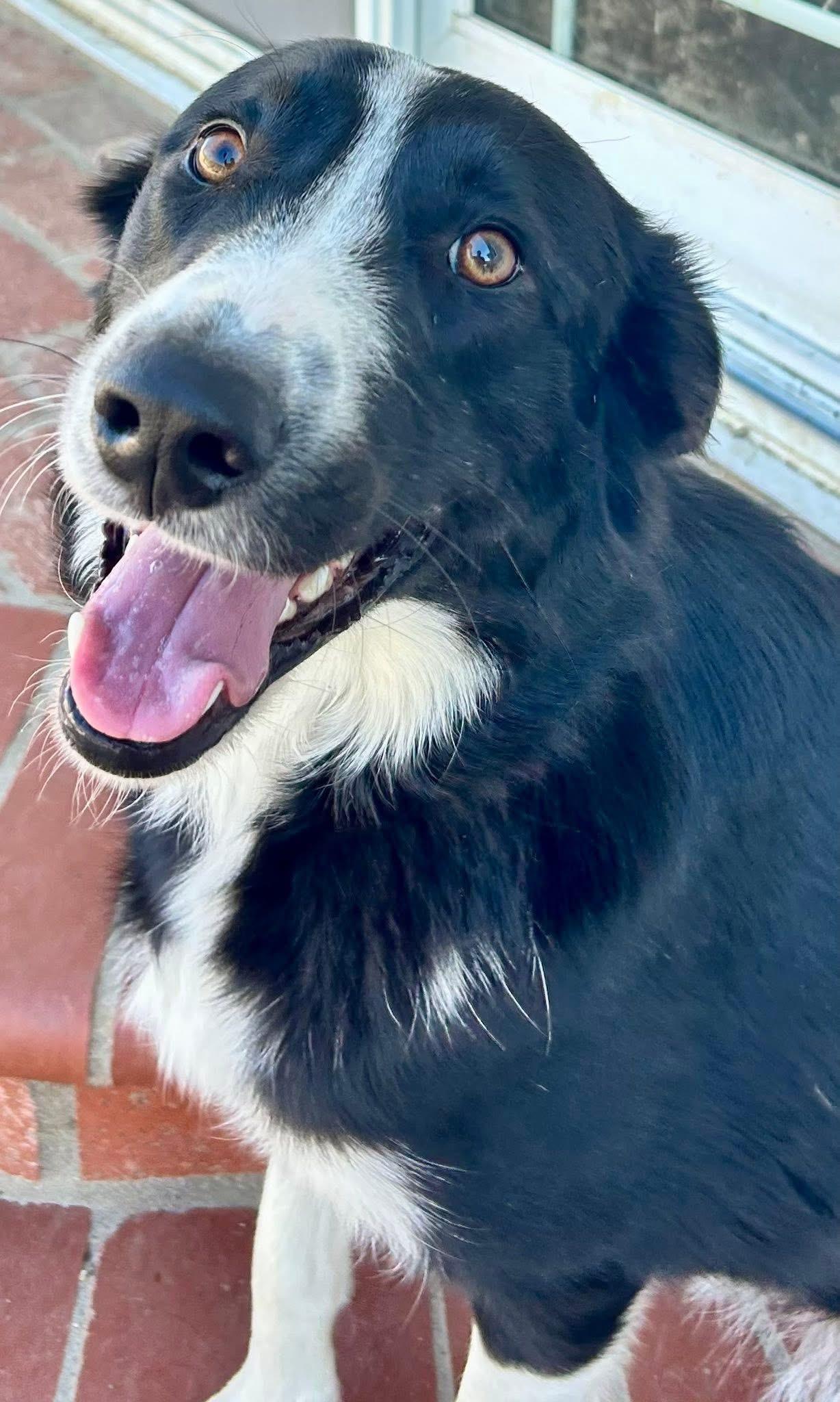 Happy Jack, ADOPTABLE, Adult Male Border Collie.