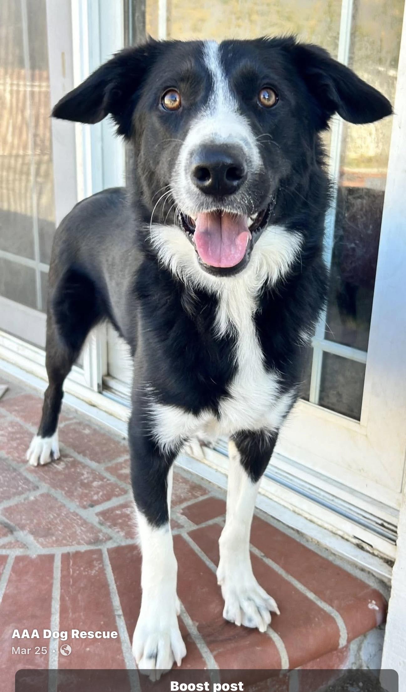 Enlarge Happy Jack, a ADOPTABLE Border Collie in Bakersfield, CA image 4/6