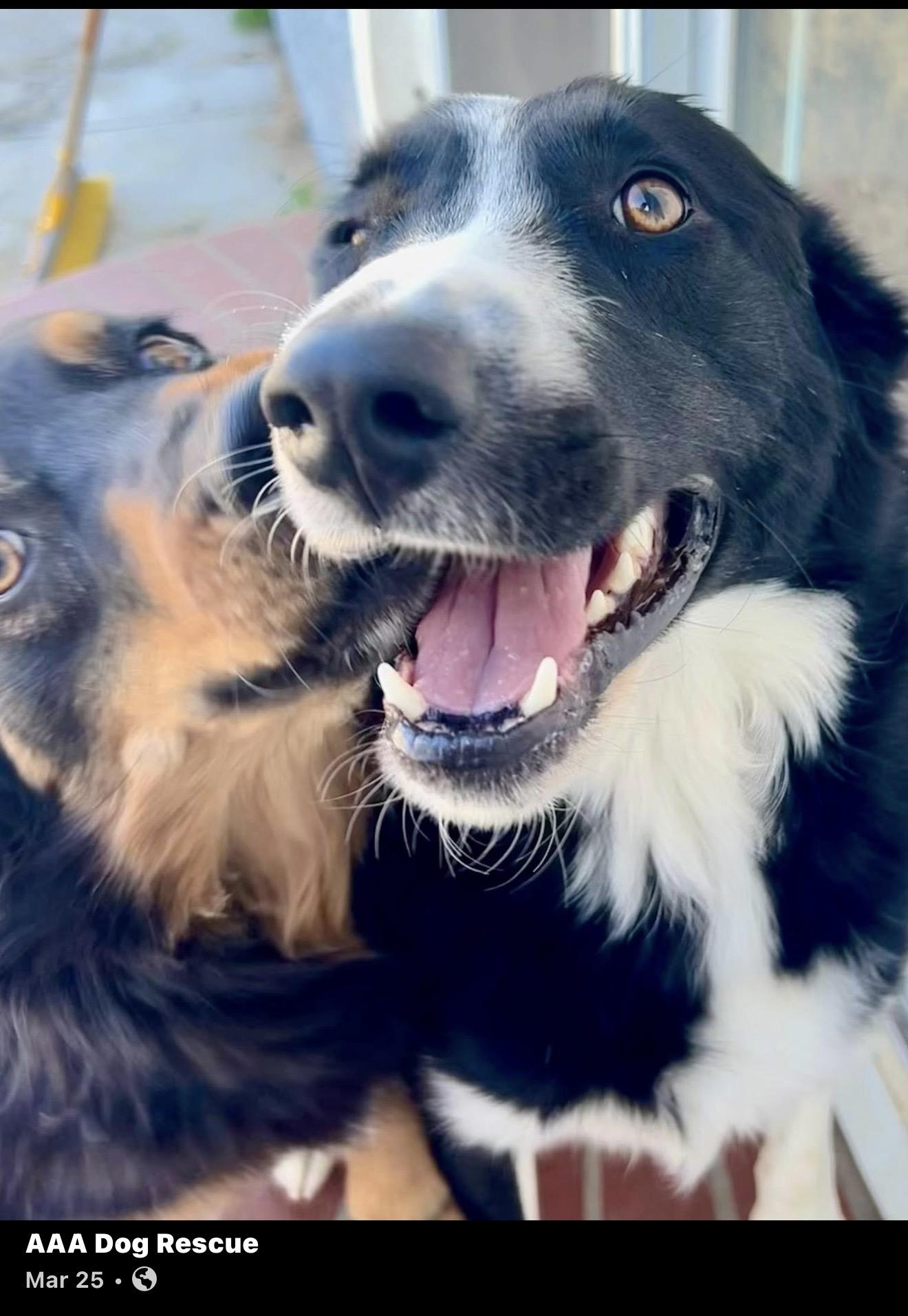 Enlarge Happy Jack, a ADOPTABLE Border Collie in Bakersfield, CA image 5/6