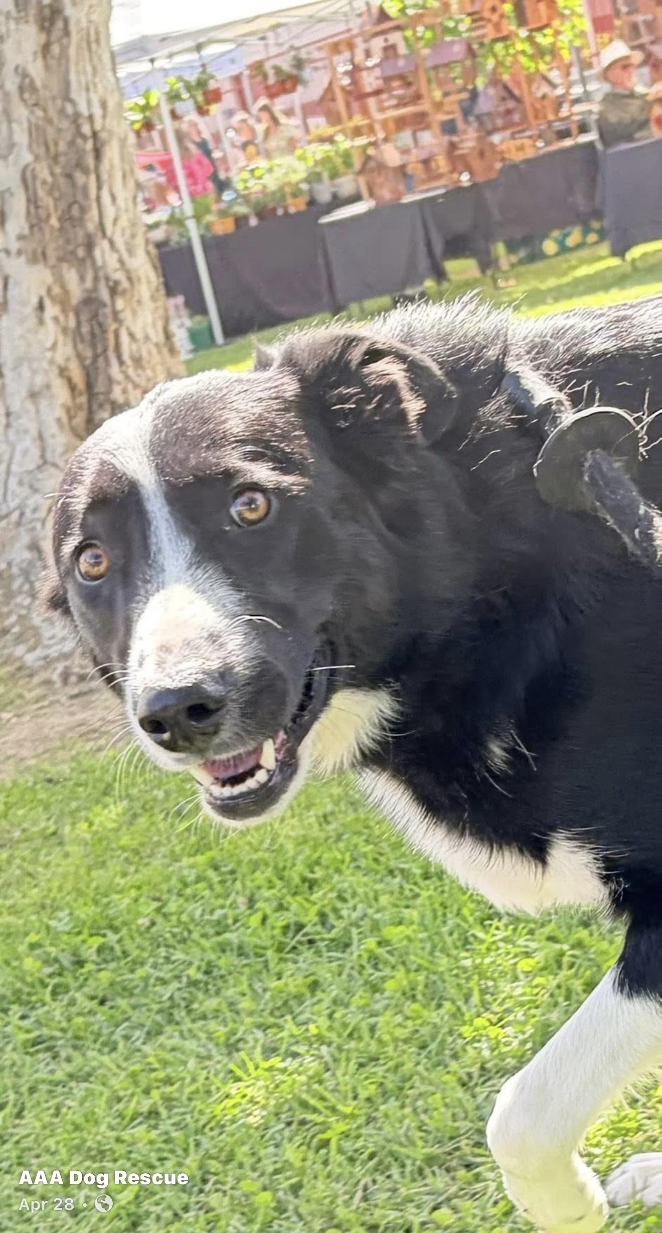 Enlarge Happy Jack, a ADOPTABLE Border Collie in Bakersfield, CA image 2/6