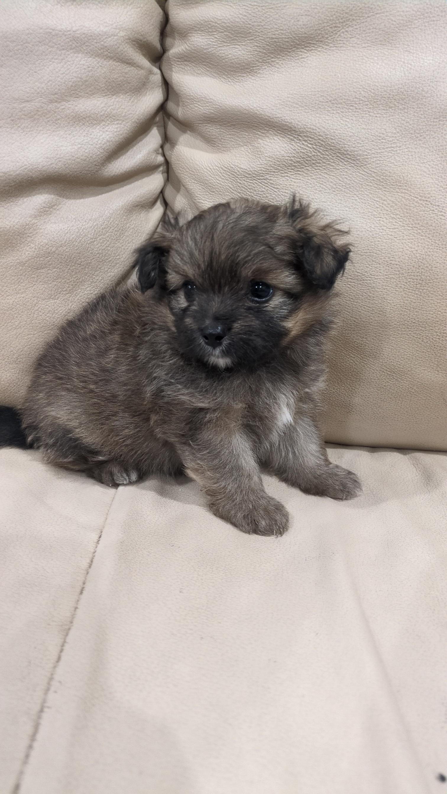 Enlarge Romeo, a Adopted Pomapoo in Denver, CO image 4/4