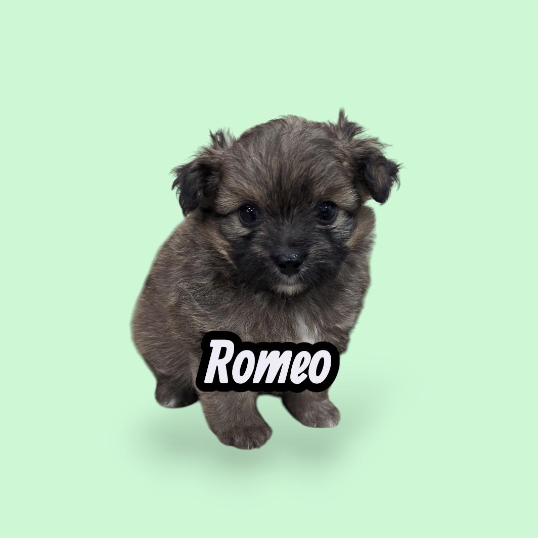 Enlarge Romeo, a Adopted Pomapoo in Denver, CO image 1/4