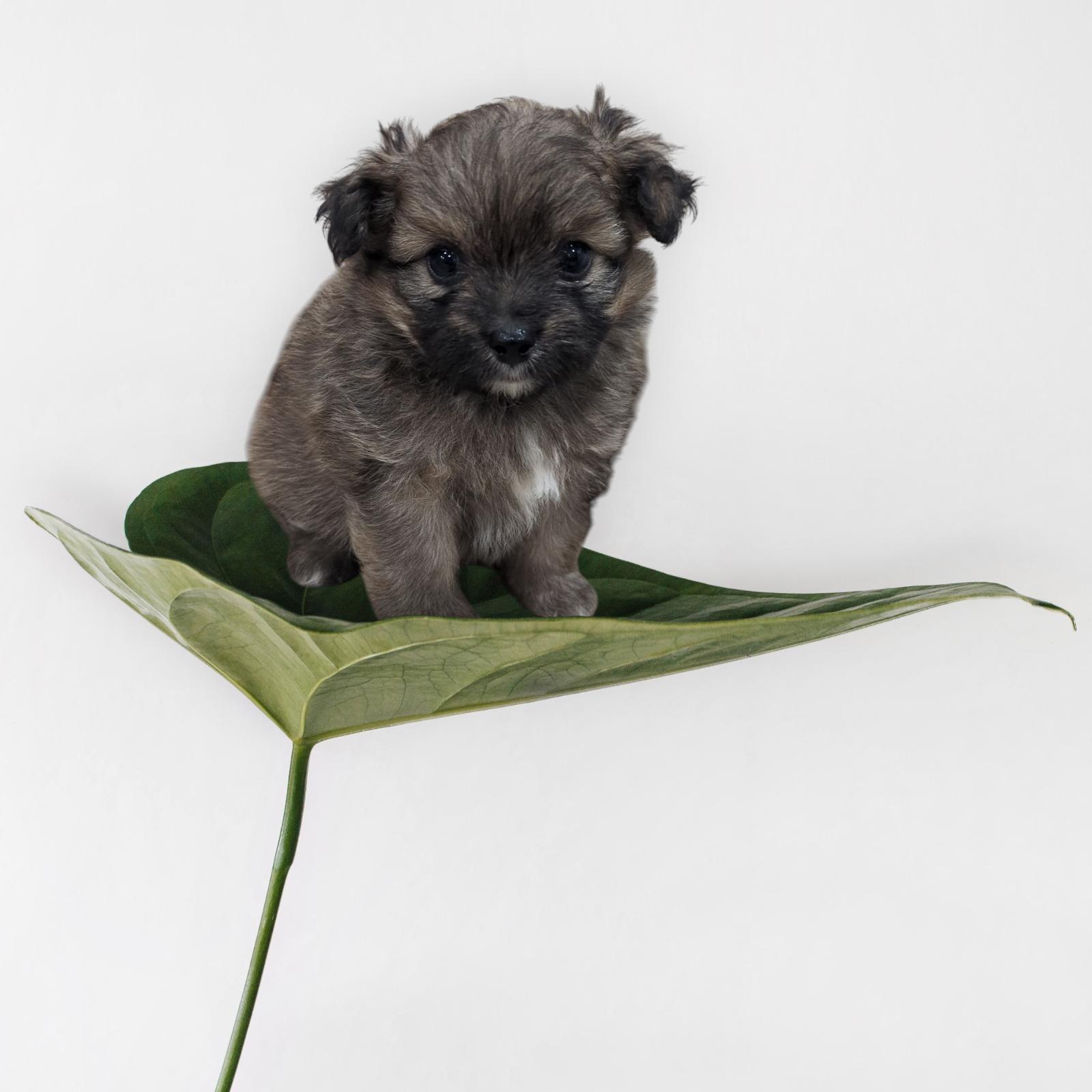 Enlarge Romeo, a Adopted Pomapoo in Denver, CO image 2/4