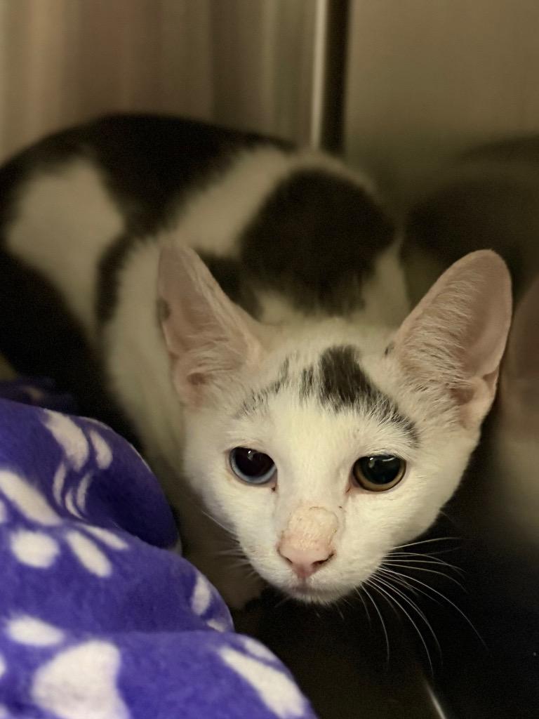 Enlarge Two Eyes, a Adoptable Domestic Short Hair in Ocala, FL image 1/1