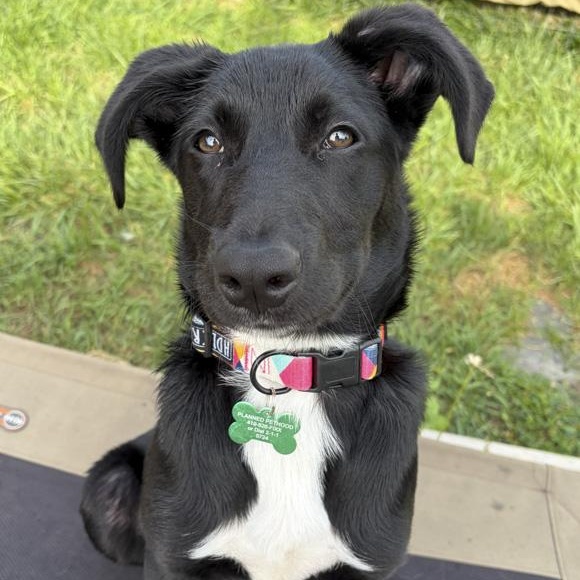 Apollo, Adopted, Puppy Male Labrador Retriever.