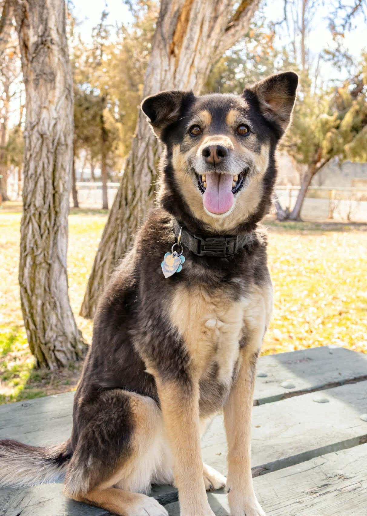 Julie, a ADOPTABLE mixed breed in Lakeview, OR image 3/4