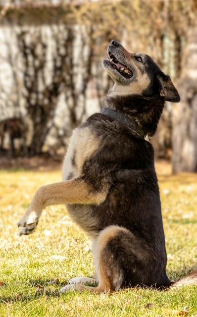 Julie, a ADOPTABLE mixed breed in Lakeview, OR image 2/4