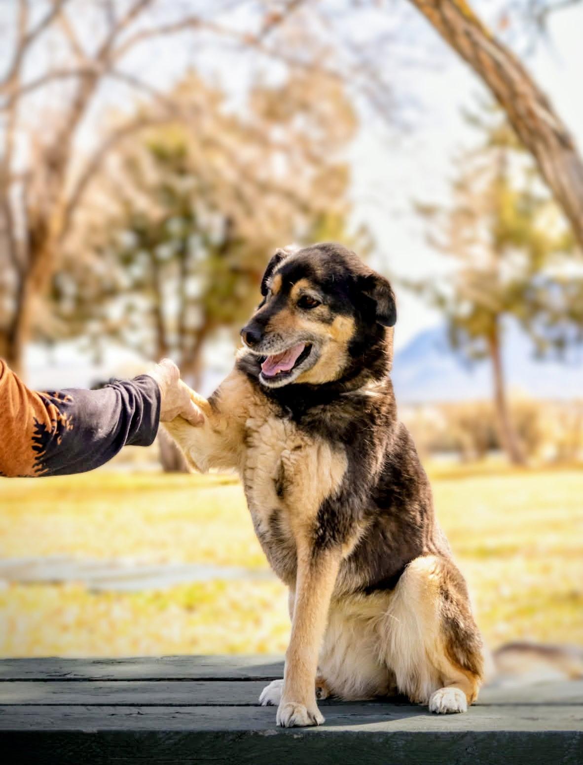 Julie, ADOPTABLE, Adult Female Australian Shepherd.