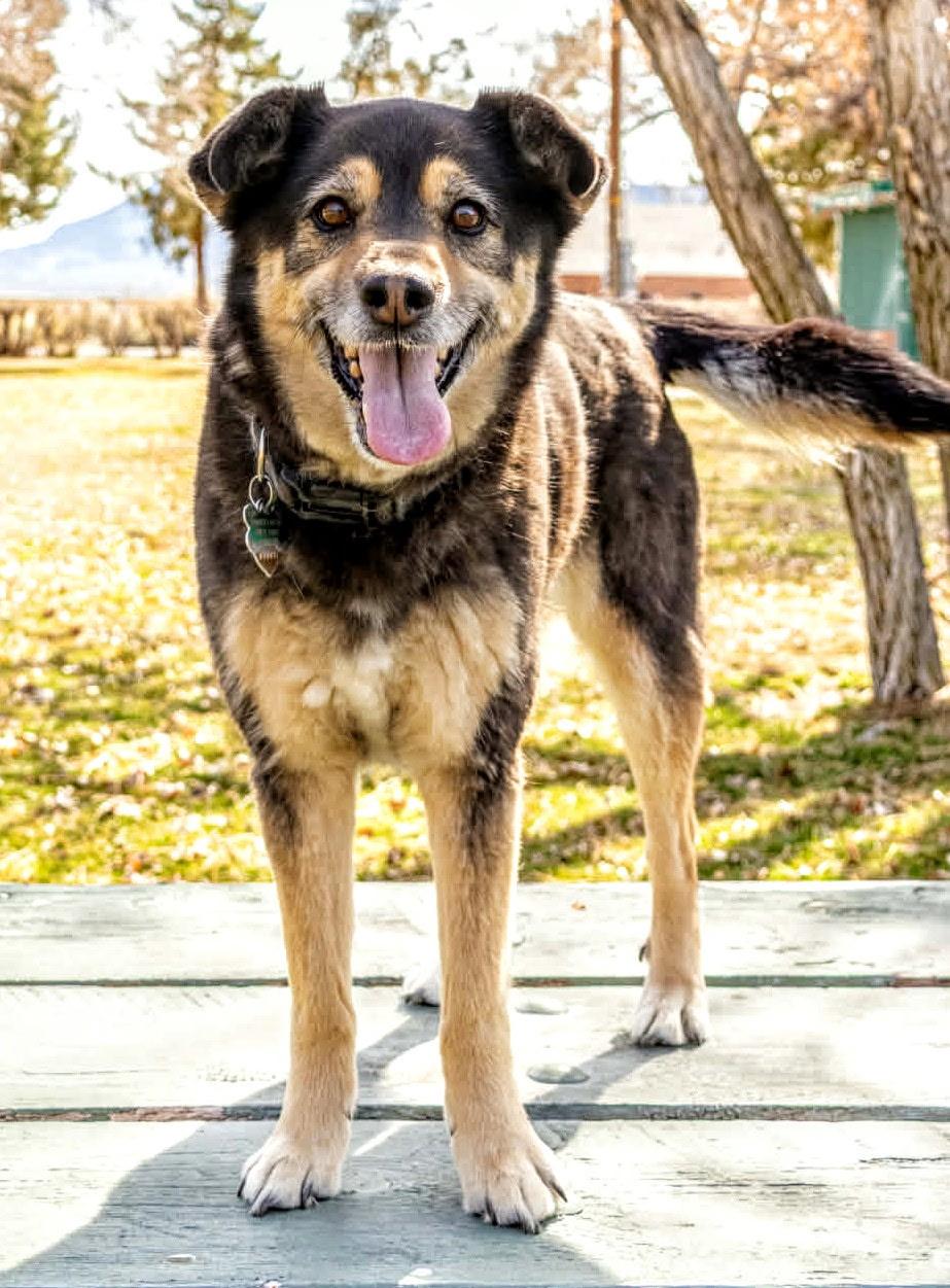 Julie, a ADOPTABLE mixed breed in Lakeview, OR image 4/4