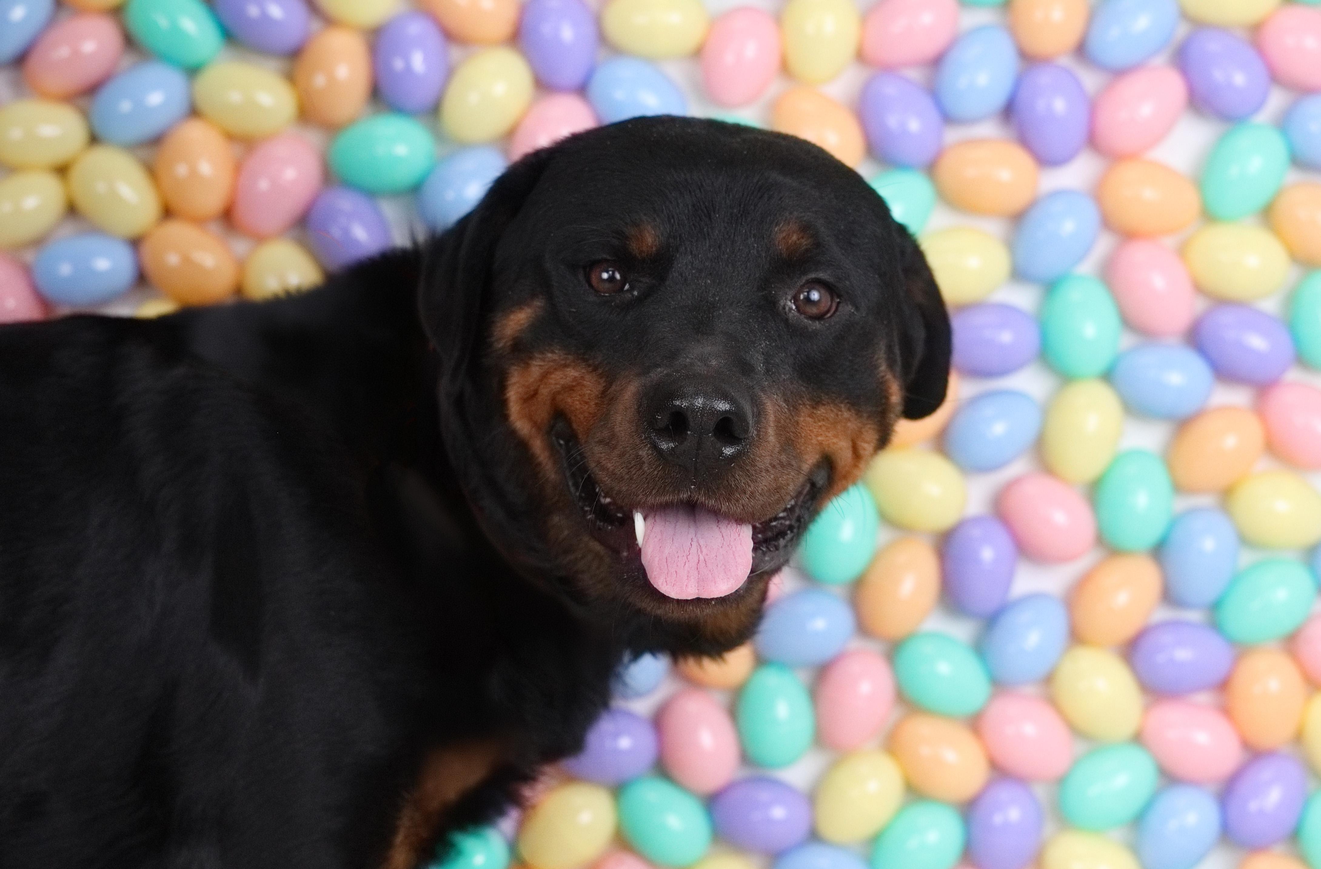 Enlarge Olio, a ADOPTABLE Rottweiler in Whitestown, IN image 1/1