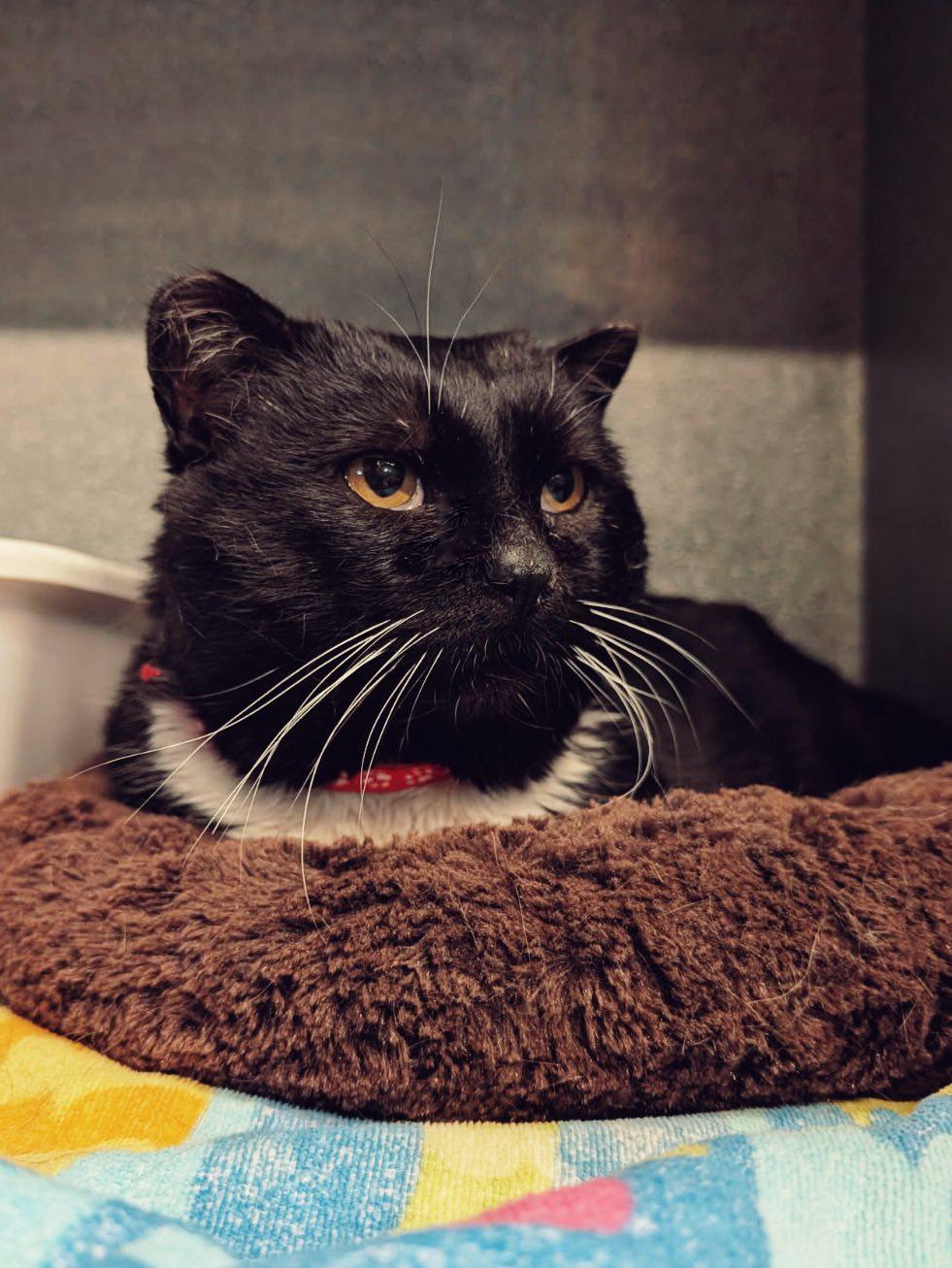 Holiday, Adoptable, Adult Male Domestic Short Hair.