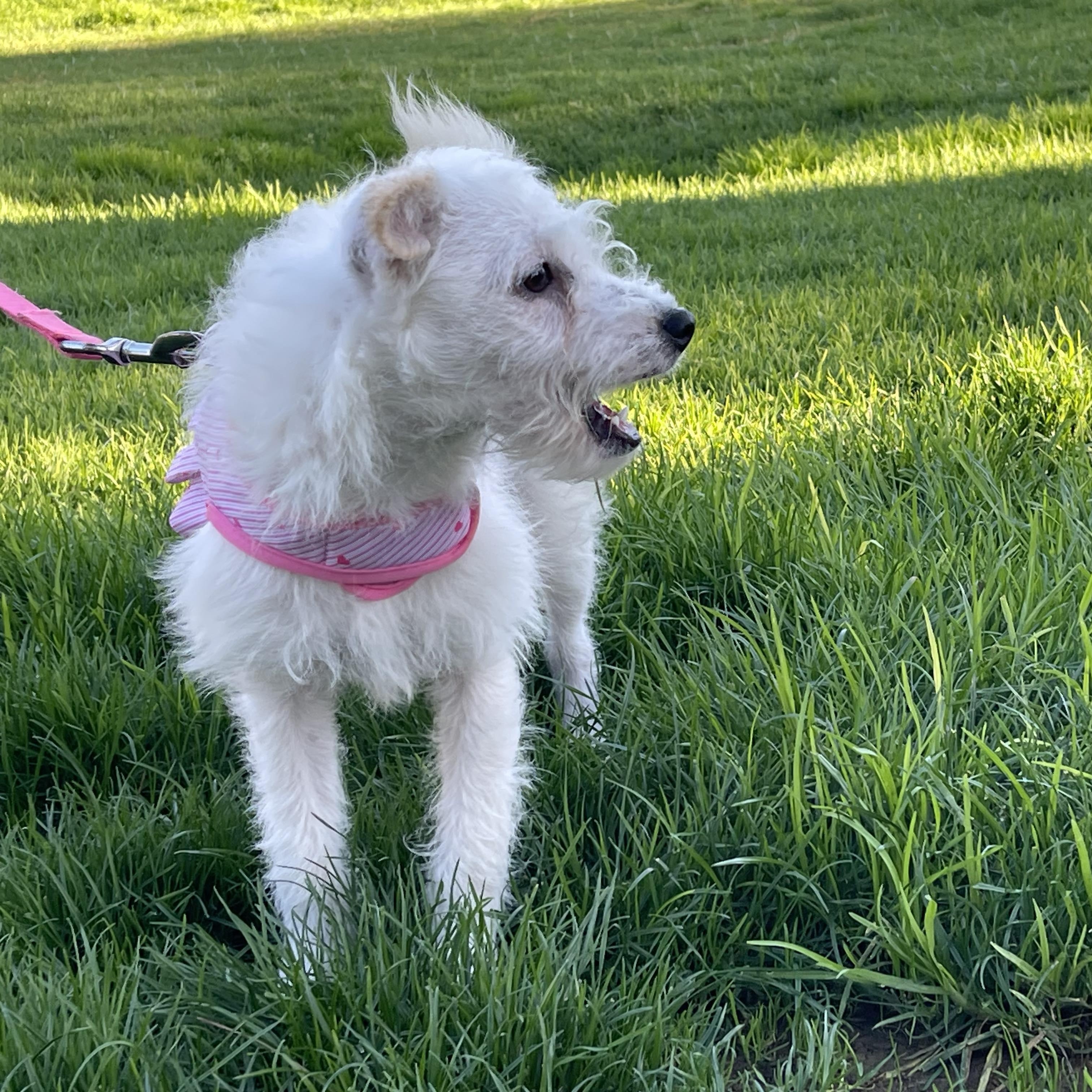 MIA 6 months 7 pounds, Adoptable, Puppy Female Miniature Poodle & Smooth Fox Terrier.