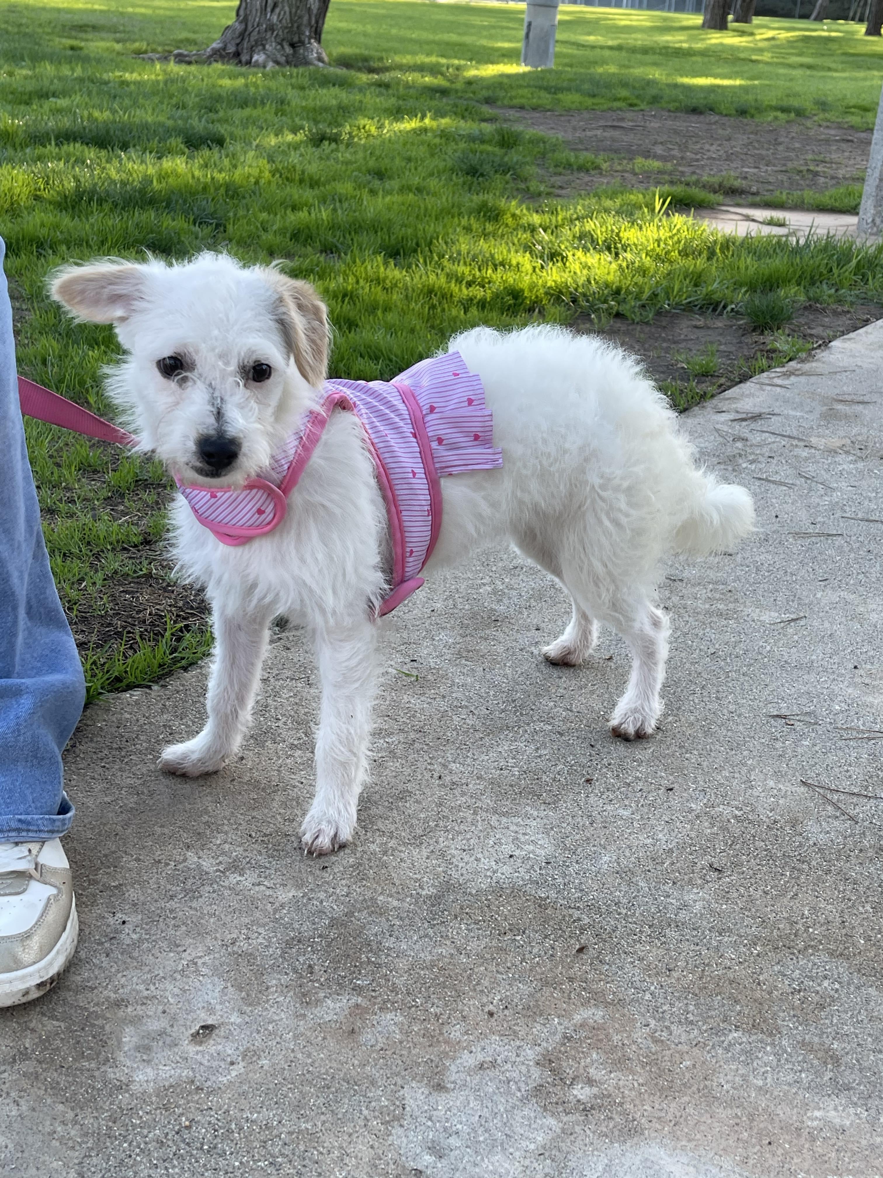 Enlarge MIA 6 months 7 pounds, a Adoptable mixed breed in san diego, CA image 2/5