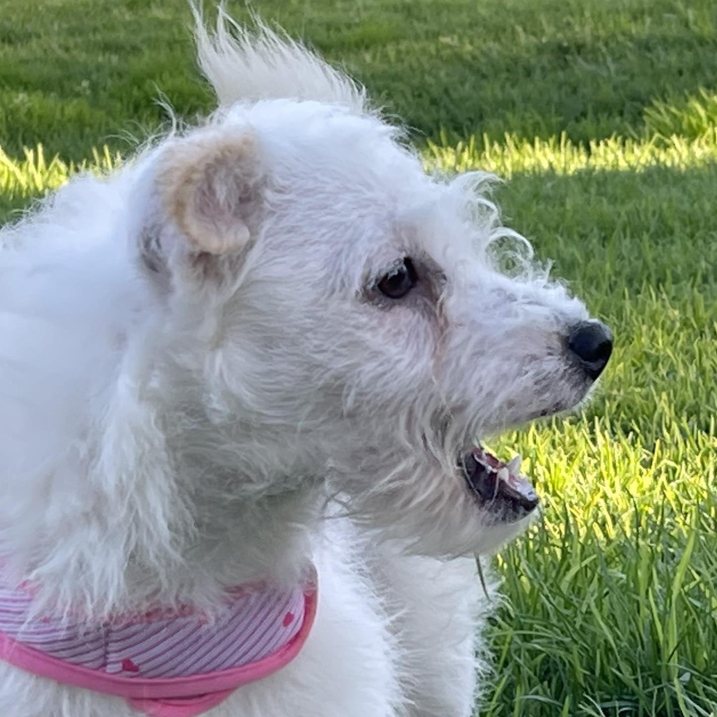 Enlarge MIA 6 months 7 pounds, a Adoptable mixed breed in san diego, CA image 5/5