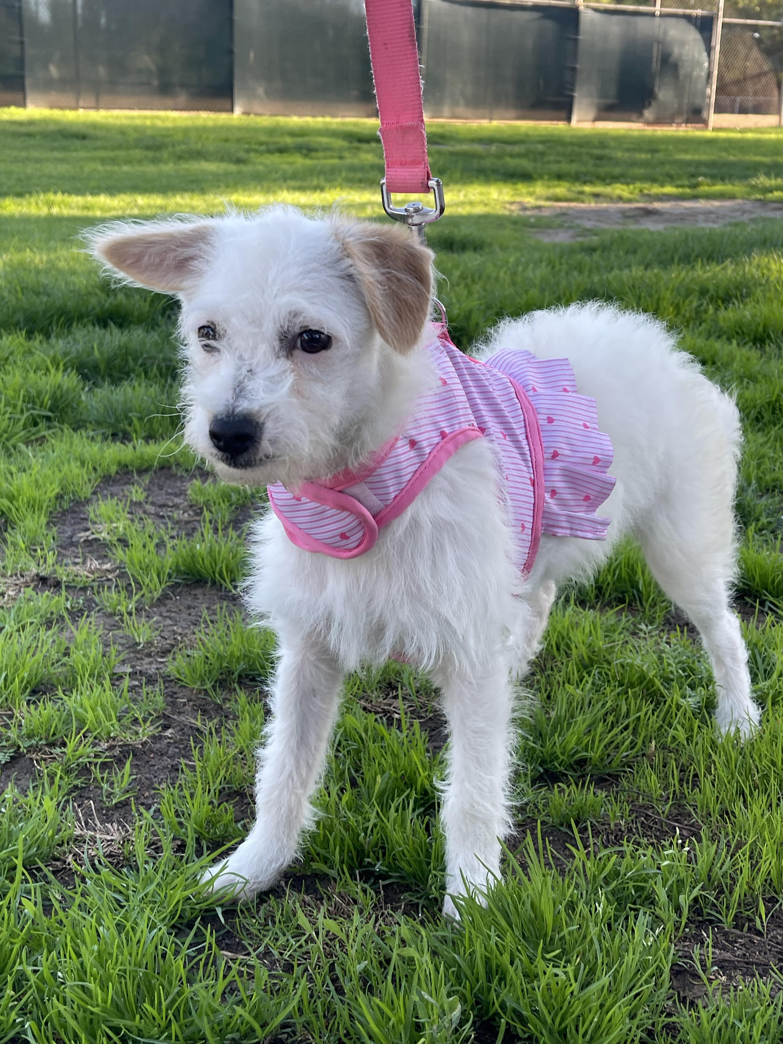 Enlarge MIA 6 months 7 pounds, a Adoptable mixed breed in san diego, CA image 4/5