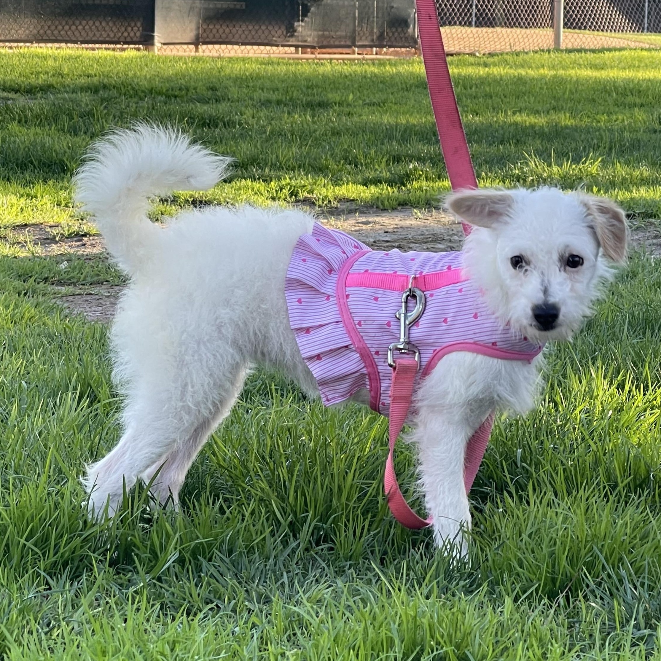 Enlarge MIA 6 months 7 pounds, a Adoptable mixed breed in san diego, CA image 3/5