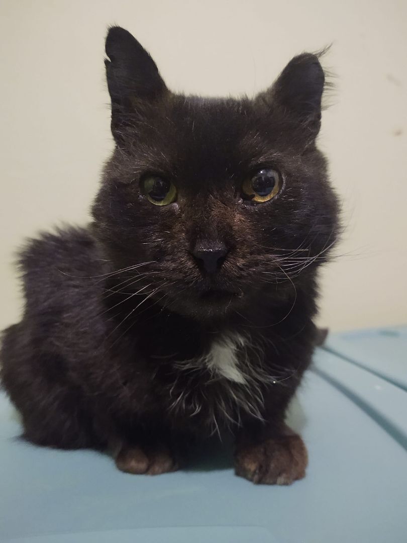 Walnut , a Adopted Domestic Short Hair in Buffalo, NY image 1/4