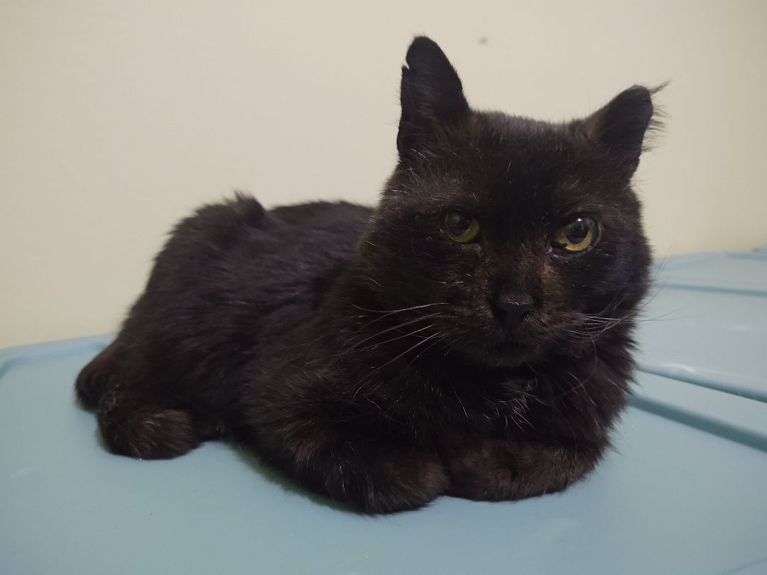 Walnut , a Adopted Domestic Short Hair in Buffalo, NY image 2/4