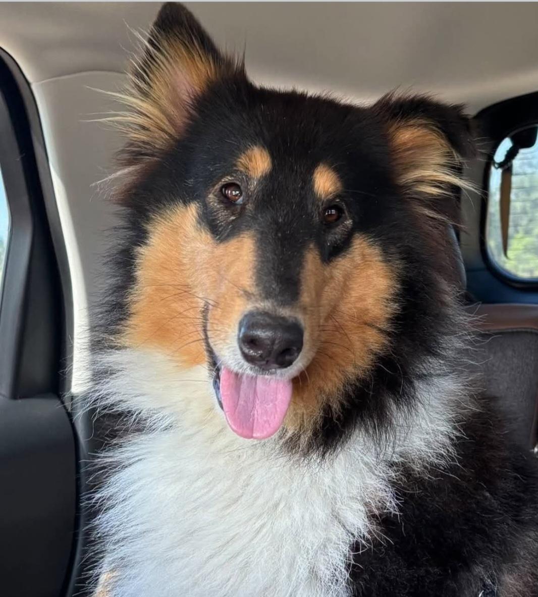 Sparkles, adopted, Adult Female Collie.