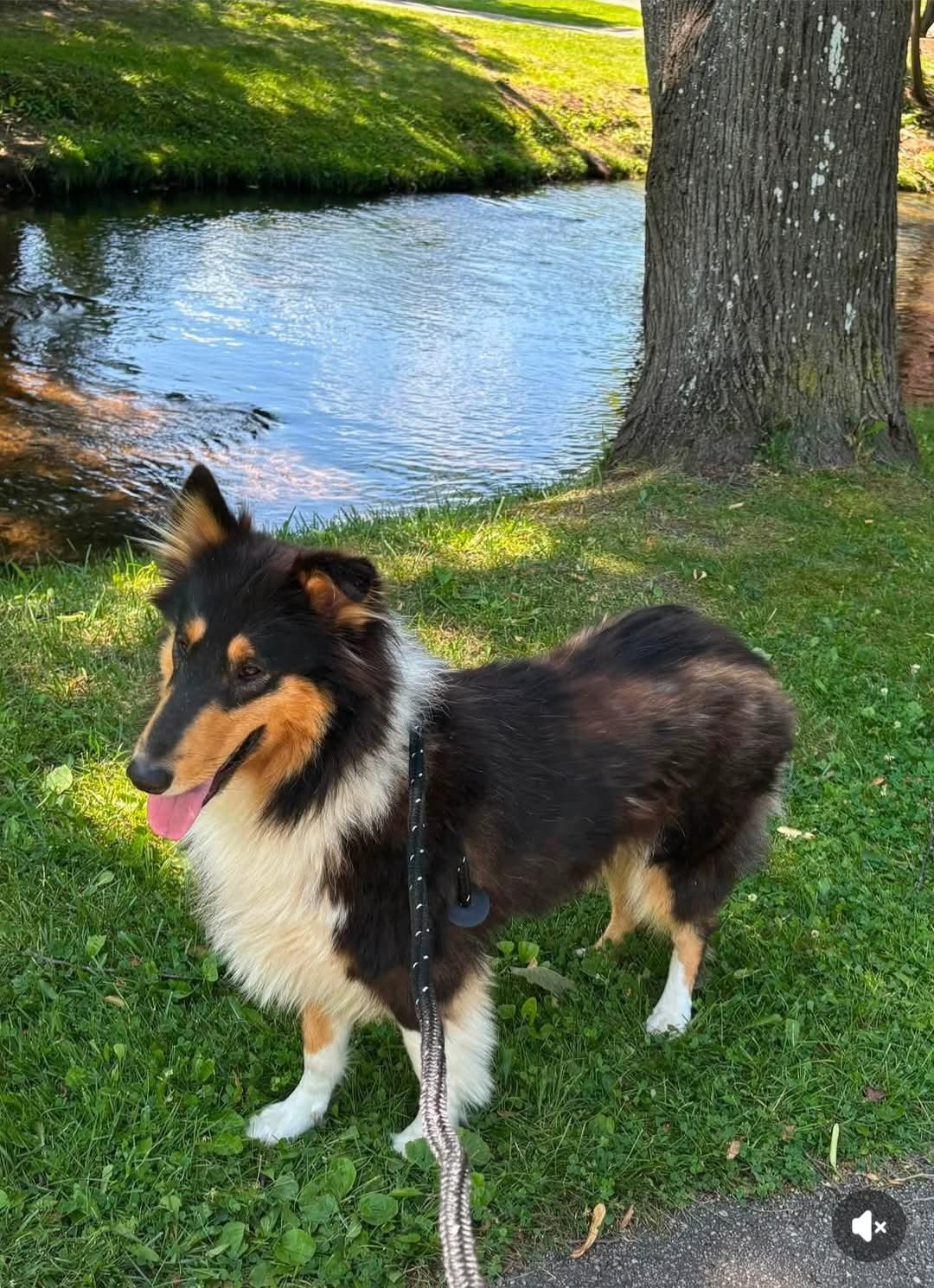 Sparkles, an adopted Collie in West Branch, MI image 2/2