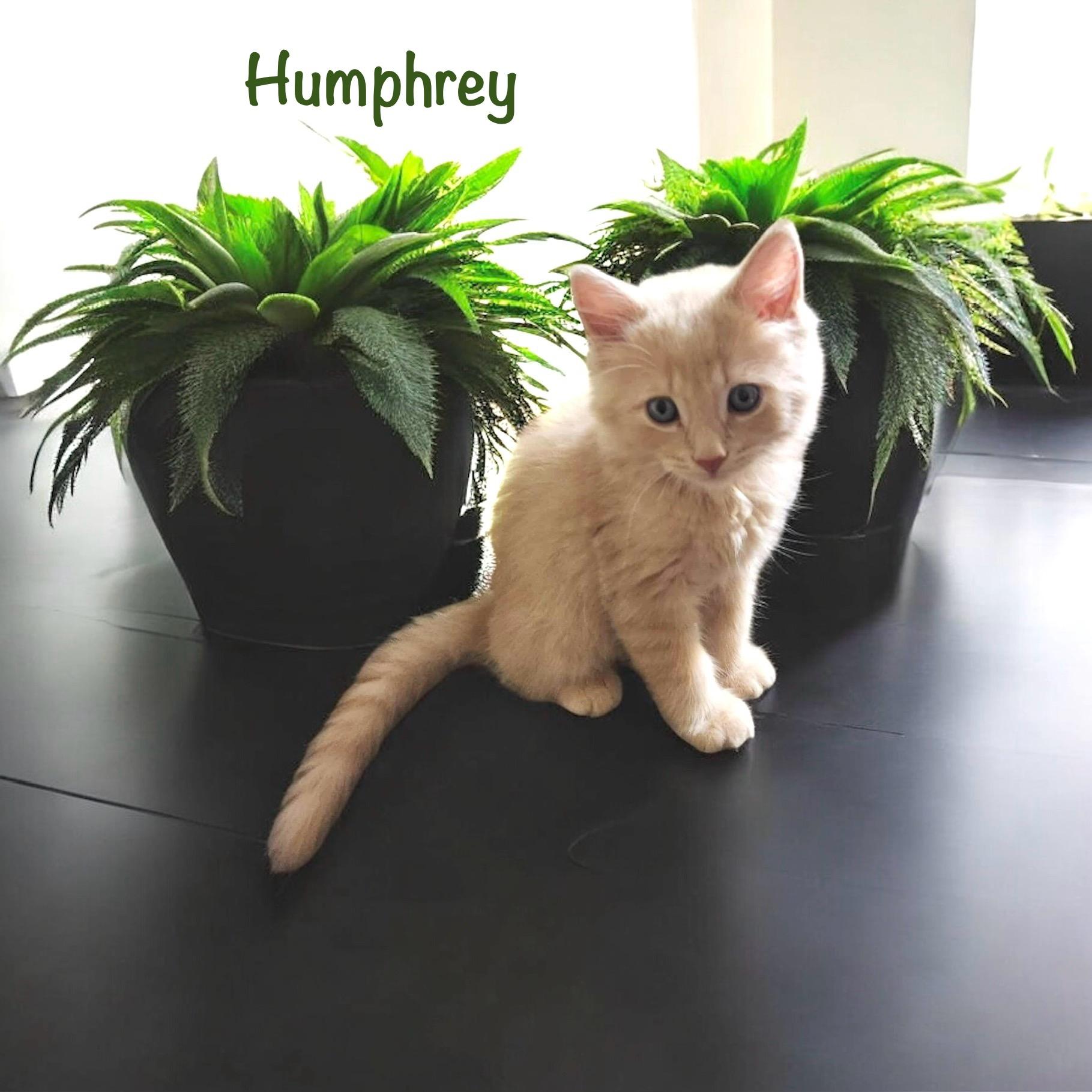 Humphrey, Baby Male Domestic Long Hair