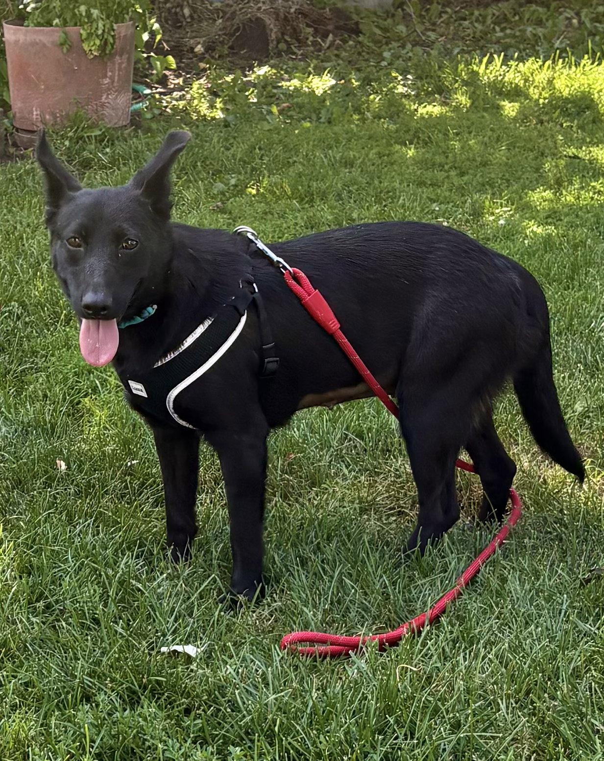 Enlarge Shayna, a Adoptable Shepherd in Hillside, IL image 1/3