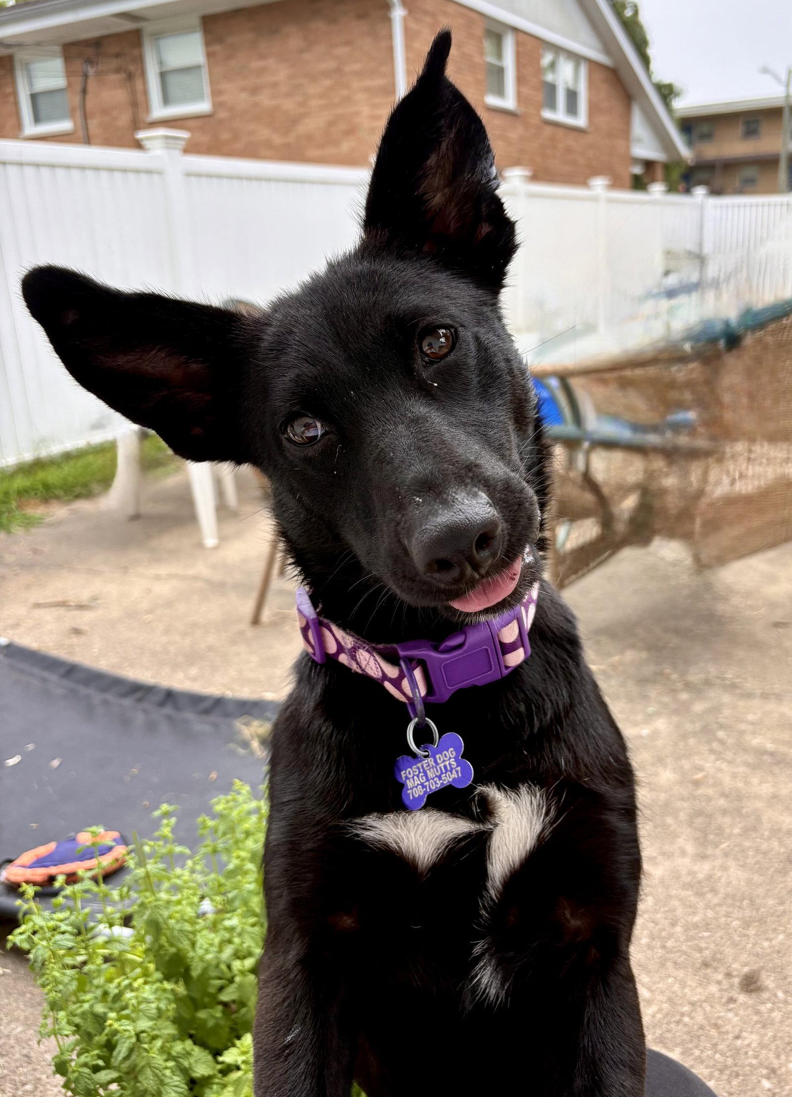 Enlarge Shayna, a Adoptable Shepherd in Hillside, IL image 2/3