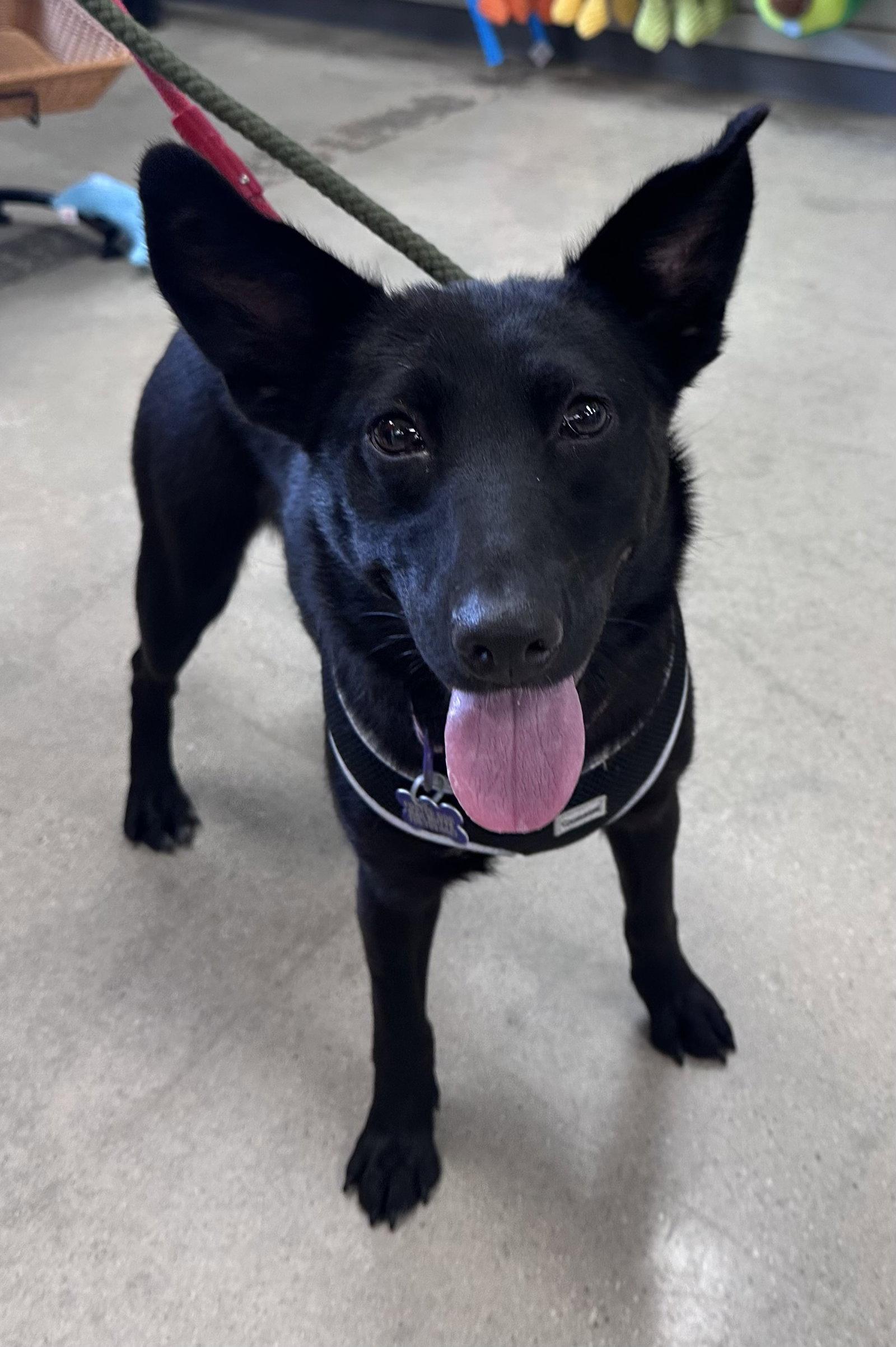 Enlarge Shayna, a Adoptable Shepherd in Hillside, IL image 3/3