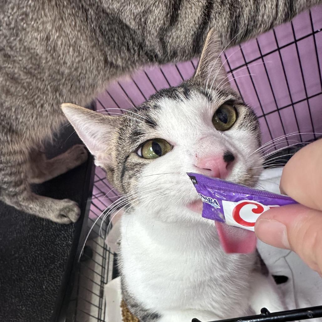 Dryo, Adoptable, Adult Male Domestic Short Hair.