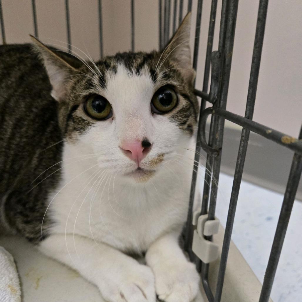 Enlarge Dryo, a Adoptable Domestic Short Hair in Branson, MO image 2/6