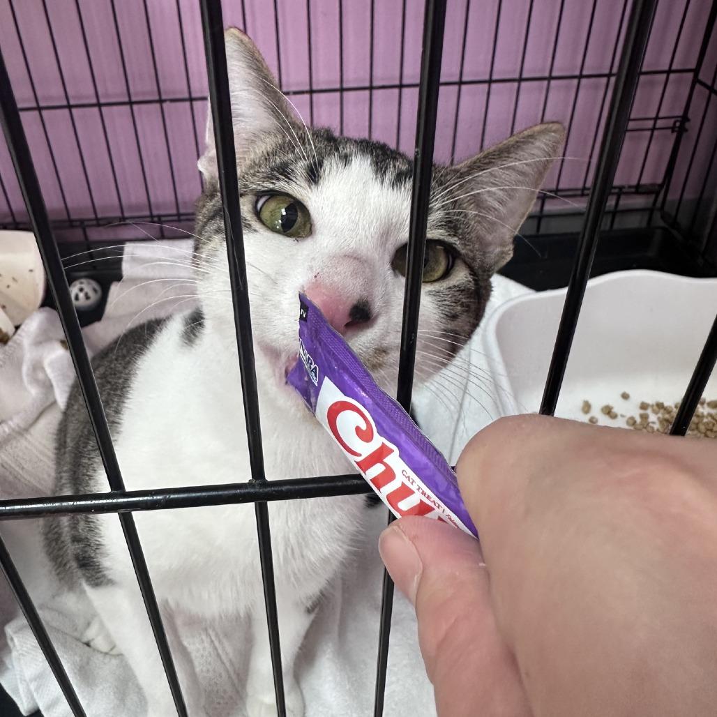 Enlarge Dryo, a Adoptable Domestic Short Hair in Branson, MO image 3/6