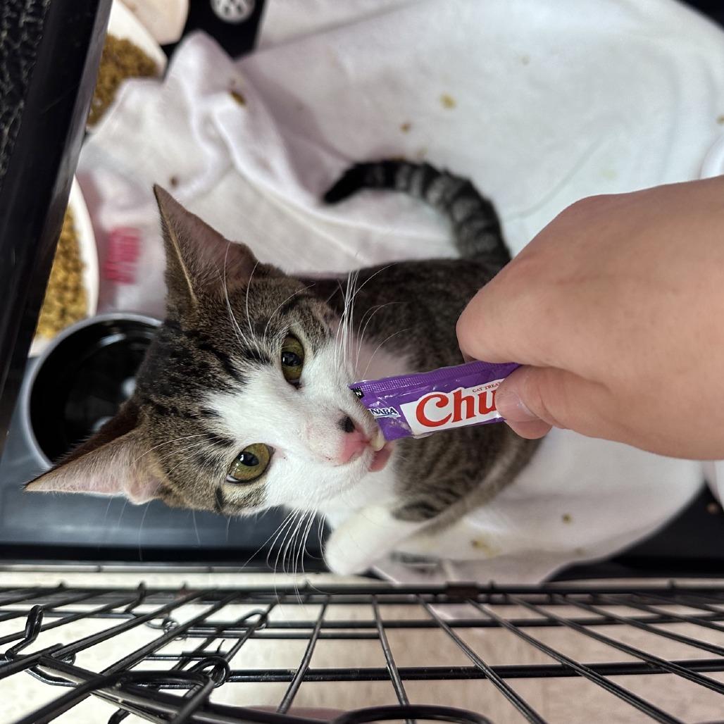 Enlarge Dryo, a Adoptable Domestic Short Hair in Branson, MO image 4/6