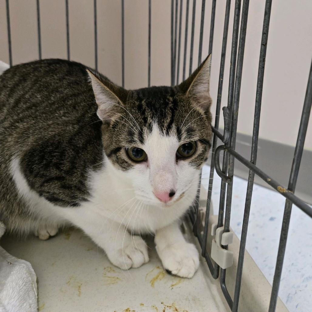 Enlarge Dryo, a Adoptable Domestic Short Hair in Branson, MO image 5/6