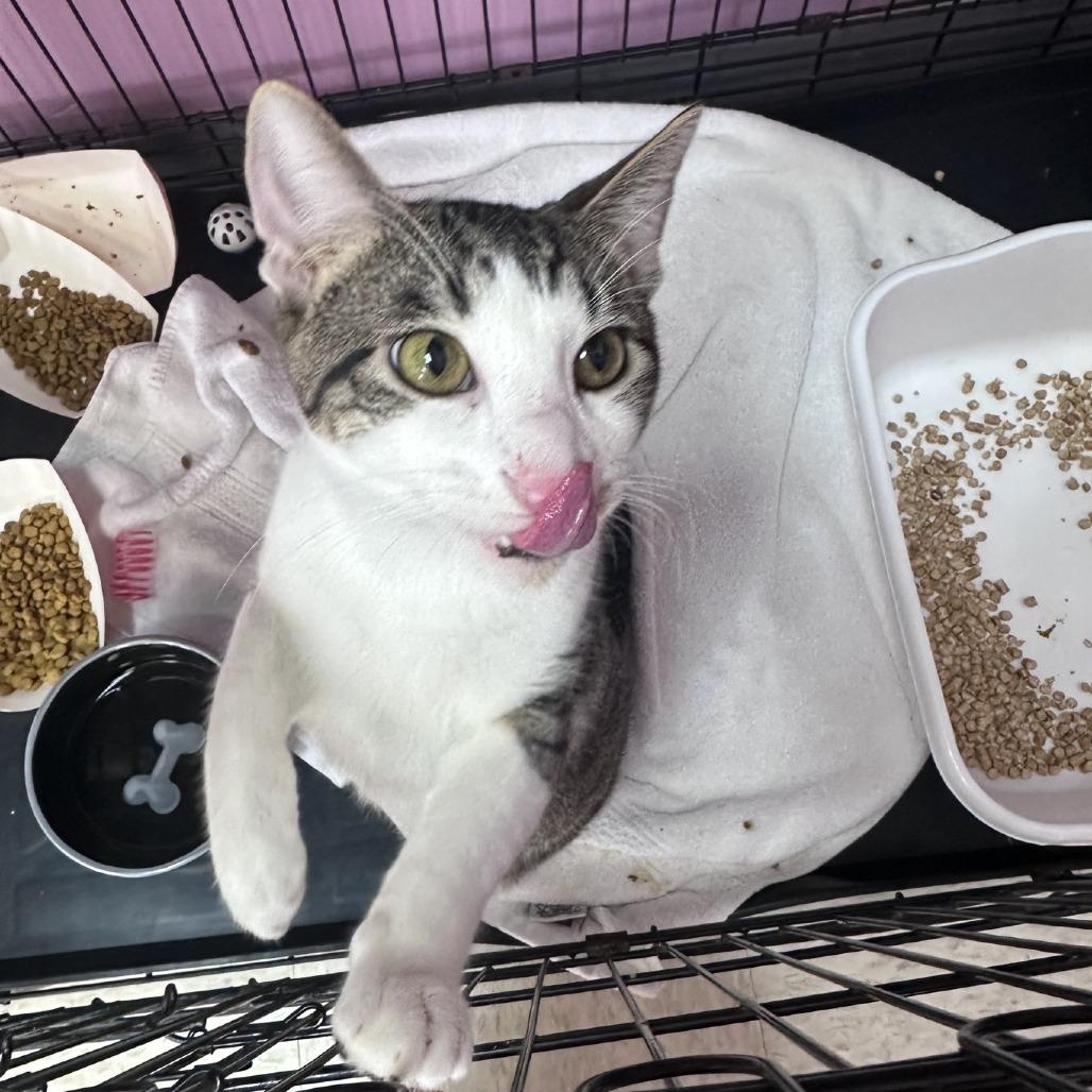 Enlarge Dryo, a Adoptable Domestic Short Hair in Branson, MO image 6/6