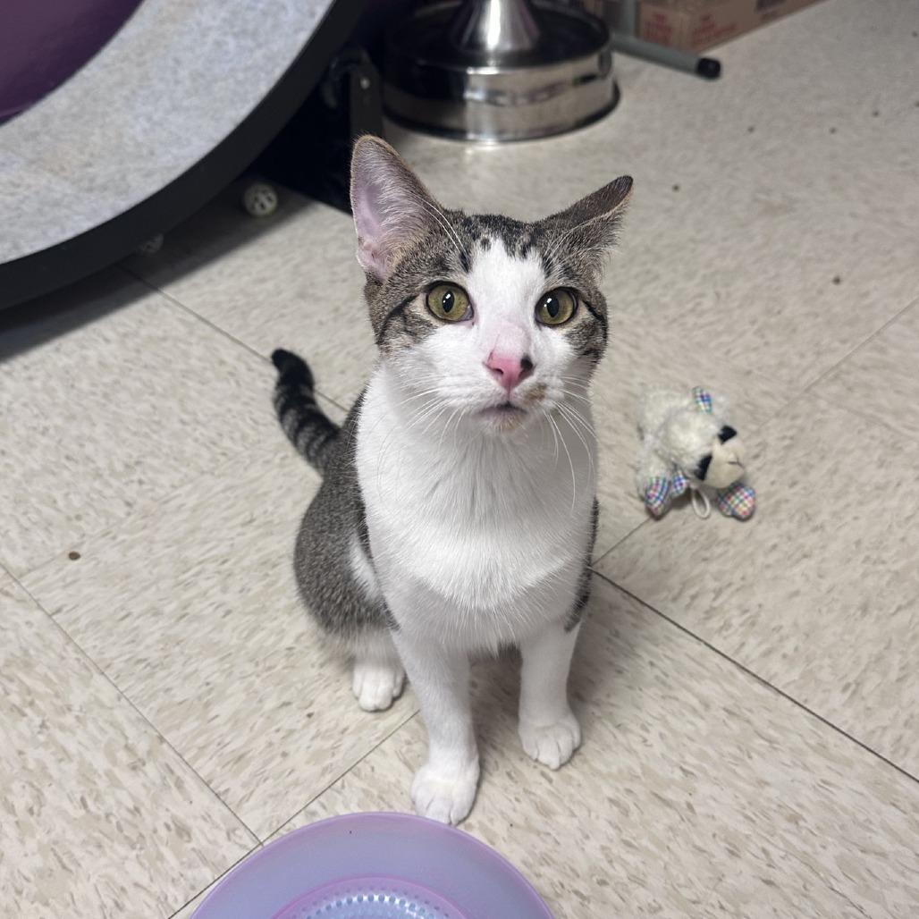 Enlarge Dryo, a Adoptable Domestic Short Hair in Branson, MO image 6/6