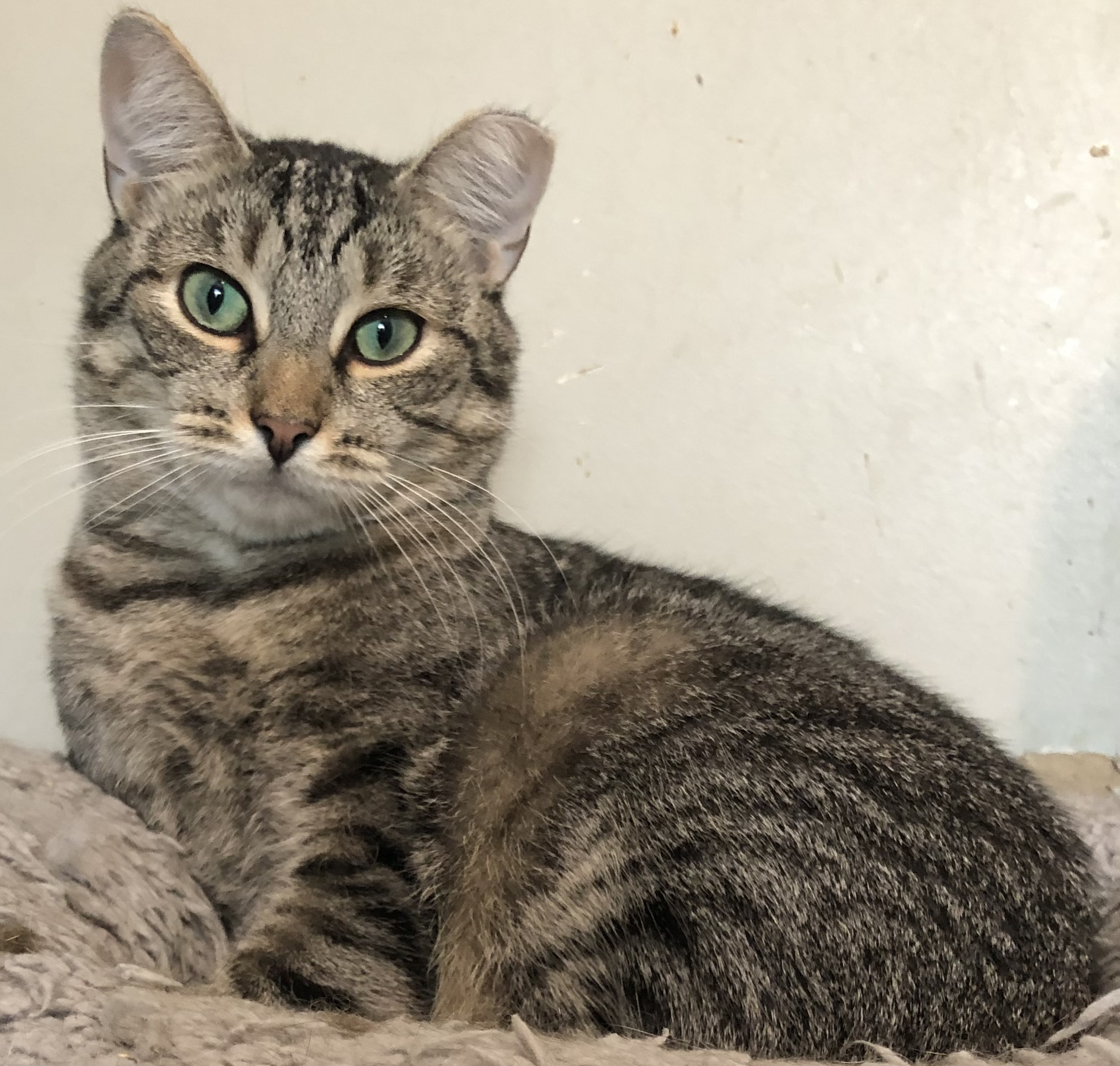 Nice Kitty, a Adoptable Domestic Short Hair in Bellmawr, NJ image 1/3