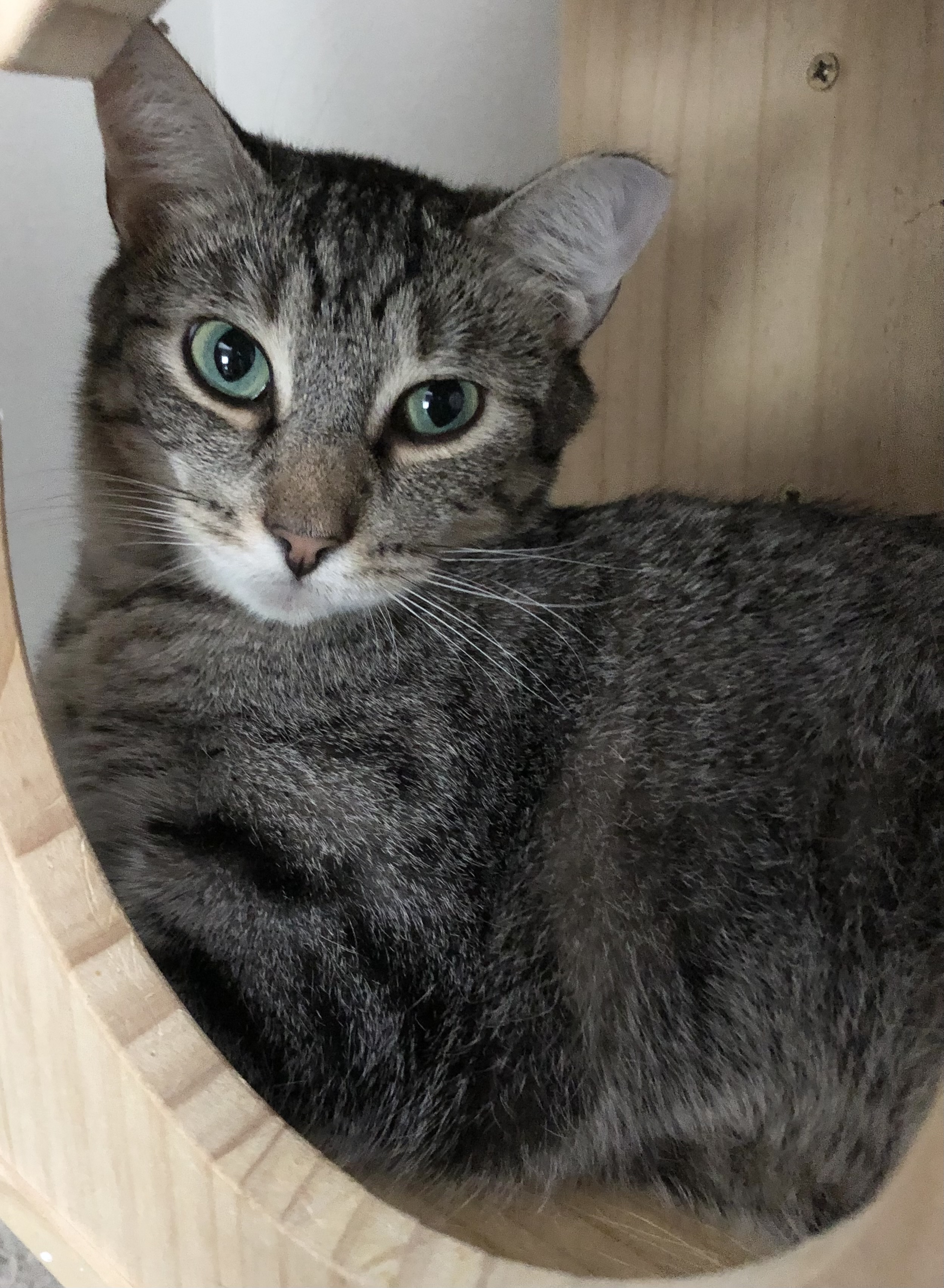 Nice Kitty, a Adoptable Domestic Short Hair in Bellmawr, NJ image 2/3