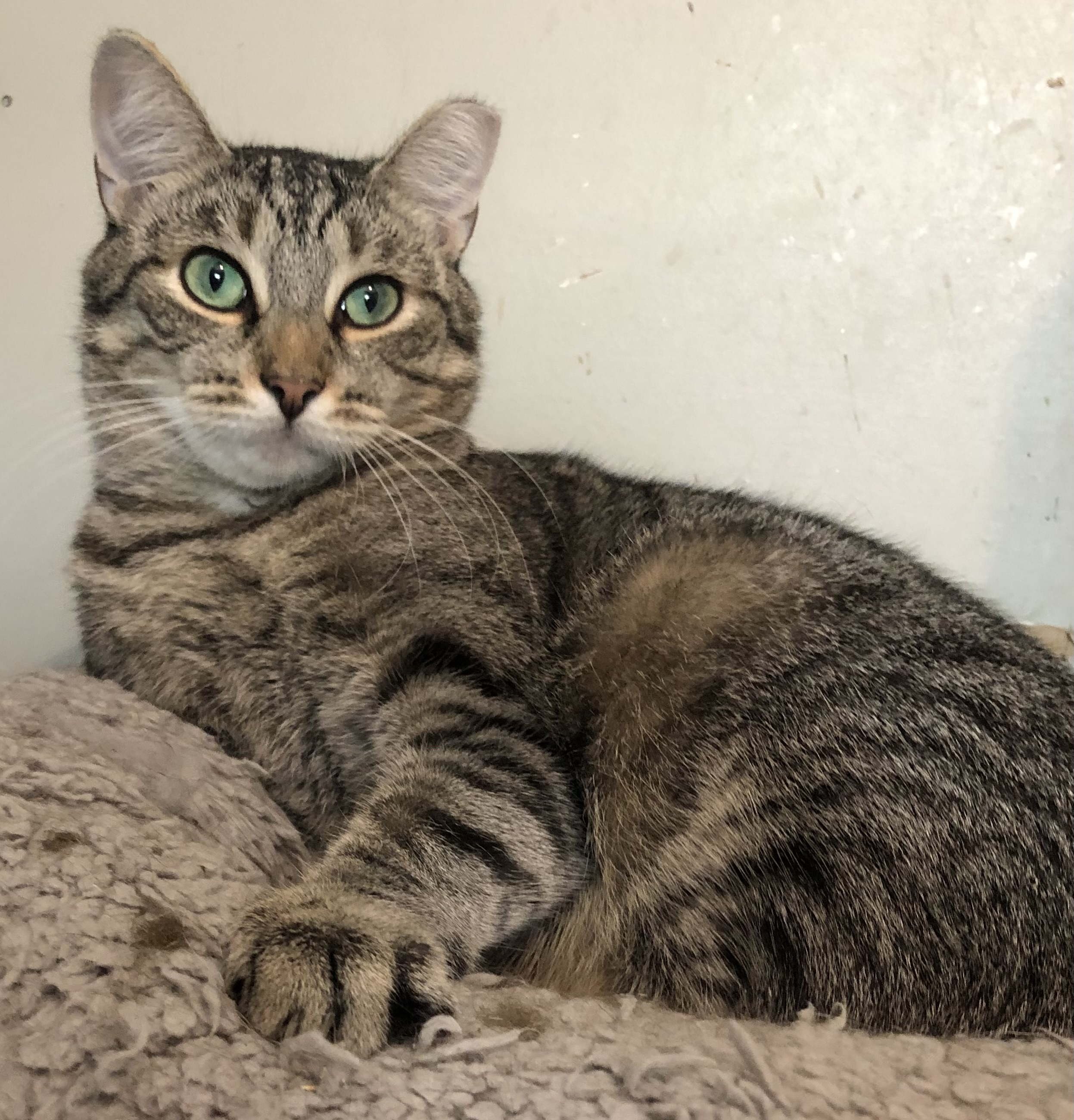 Nice Kitty, a Adoptable Domestic Short Hair in Bellmawr, NJ image 3/3