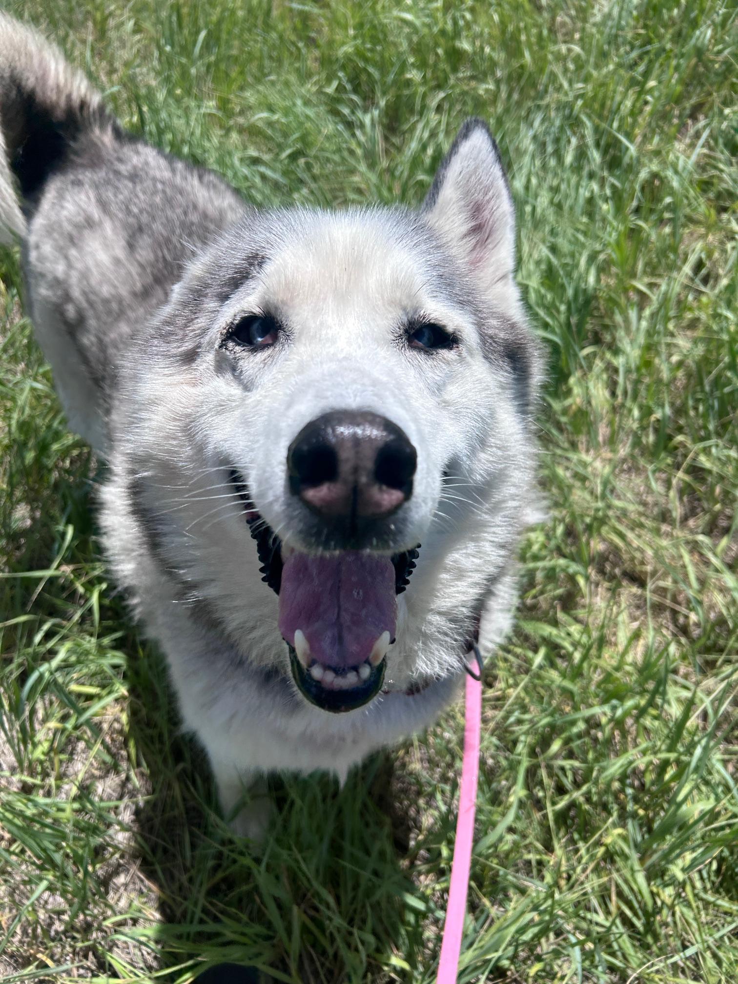 Enlarge Blue, a ADOPTABLE Husky in Steamboat Springs, CO image 1/3