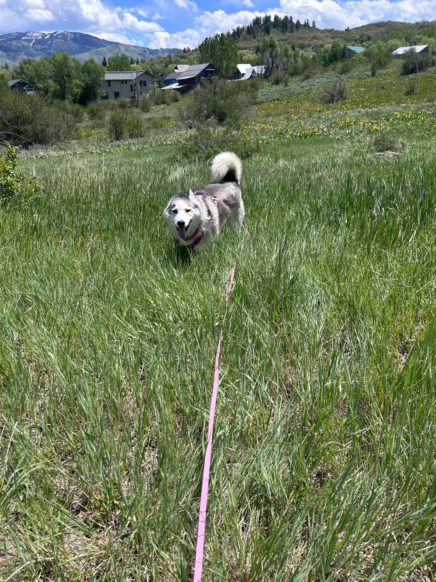 Enlarge Blue, a ADOPTABLE Husky in Steamboat Springs, CO image 2/3