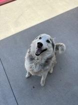Enlarge Blue, a ADOPTABLE Husky in Steamboat Springs, CO image 3/3