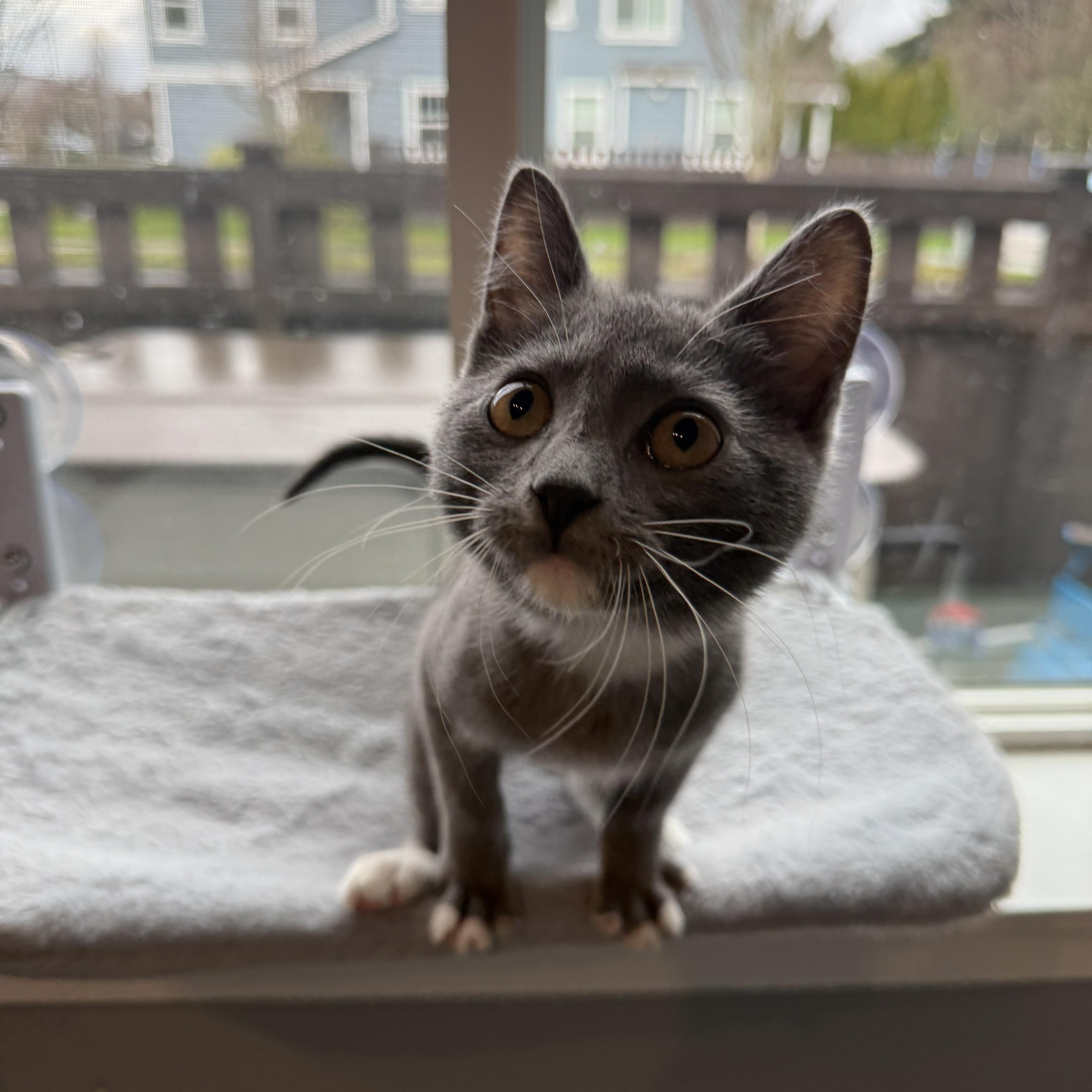 Phoebe, a ADOPTABLE Domestic Short Hair in Rochester, WA image 2/3