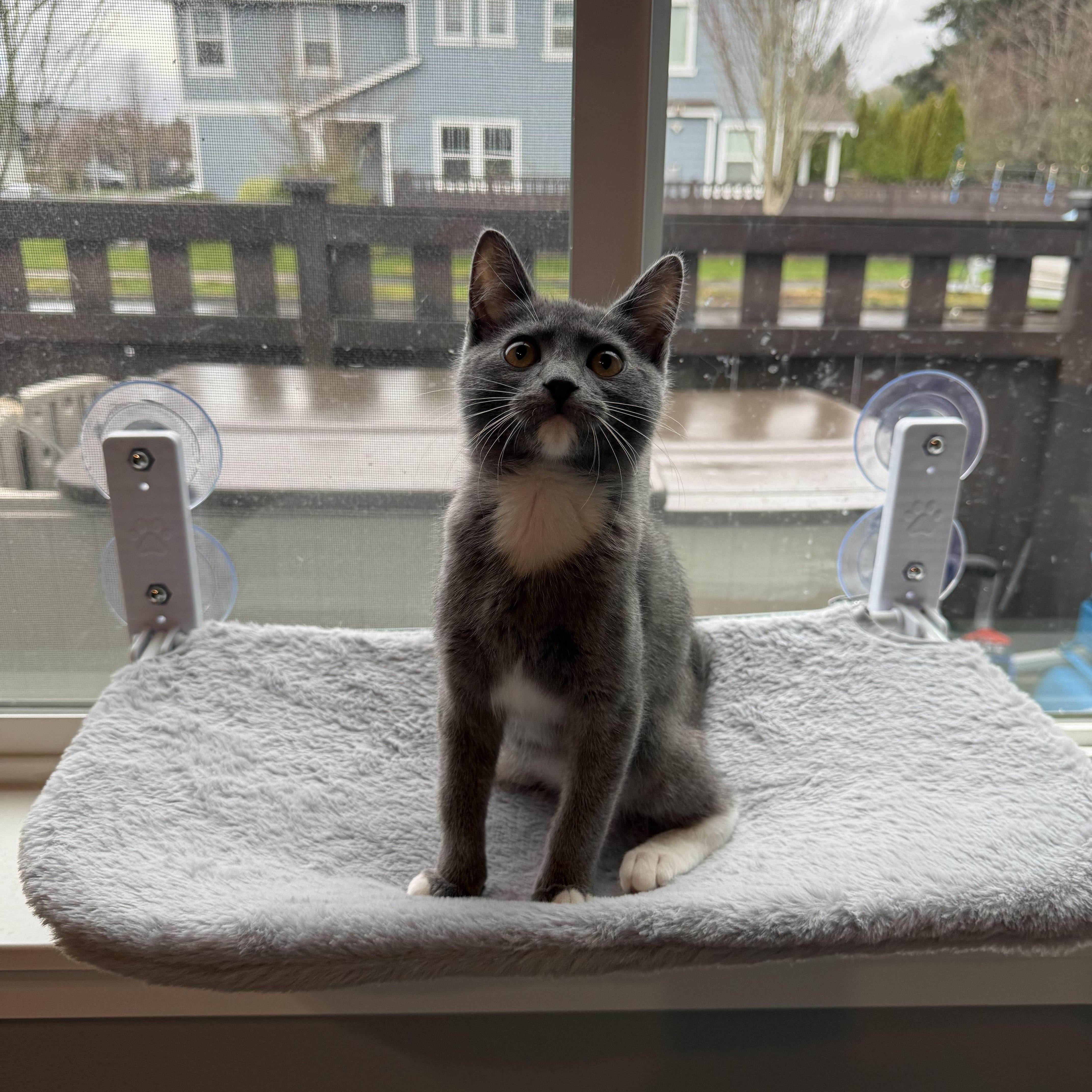 Phoebe, ADOPTABLE, Kitten Female Domestic Short Hair.