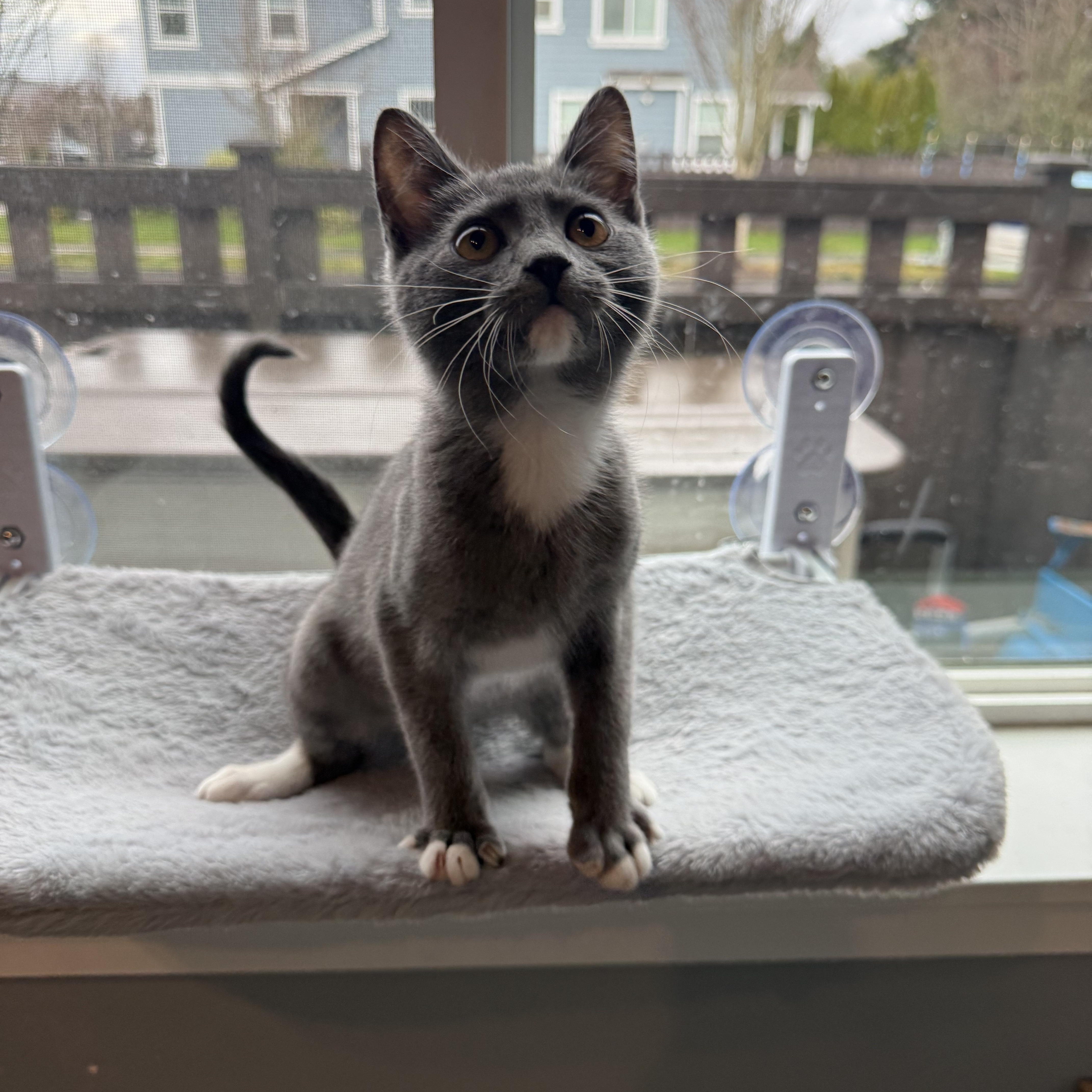 Phoebe, a ADOPTABLE Domestic Short Hair in Rochester, WA image 3/3