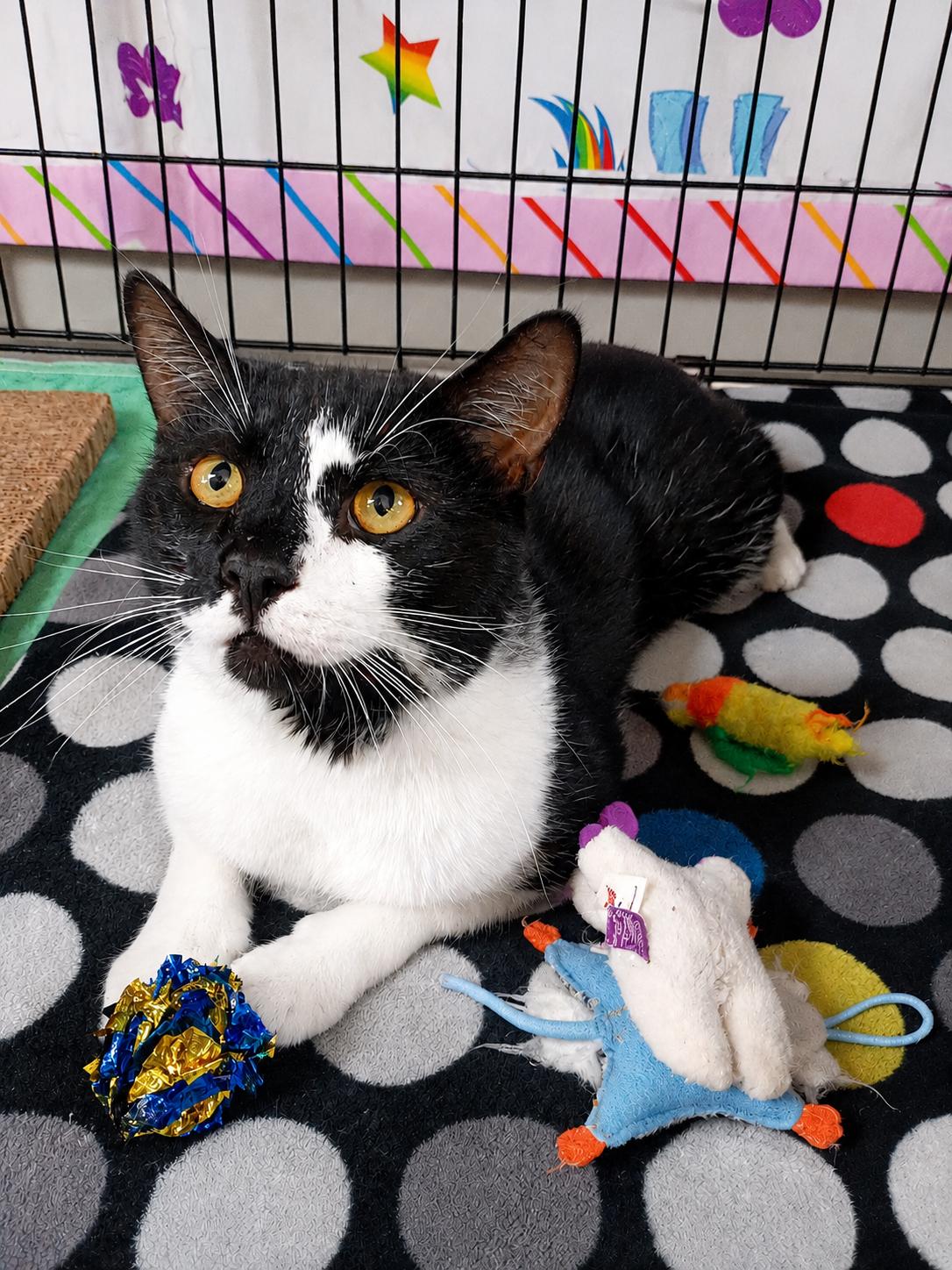 Enlarge Dotson, an adopted Domestic Short Hair in Saginaw, MI image 1/1